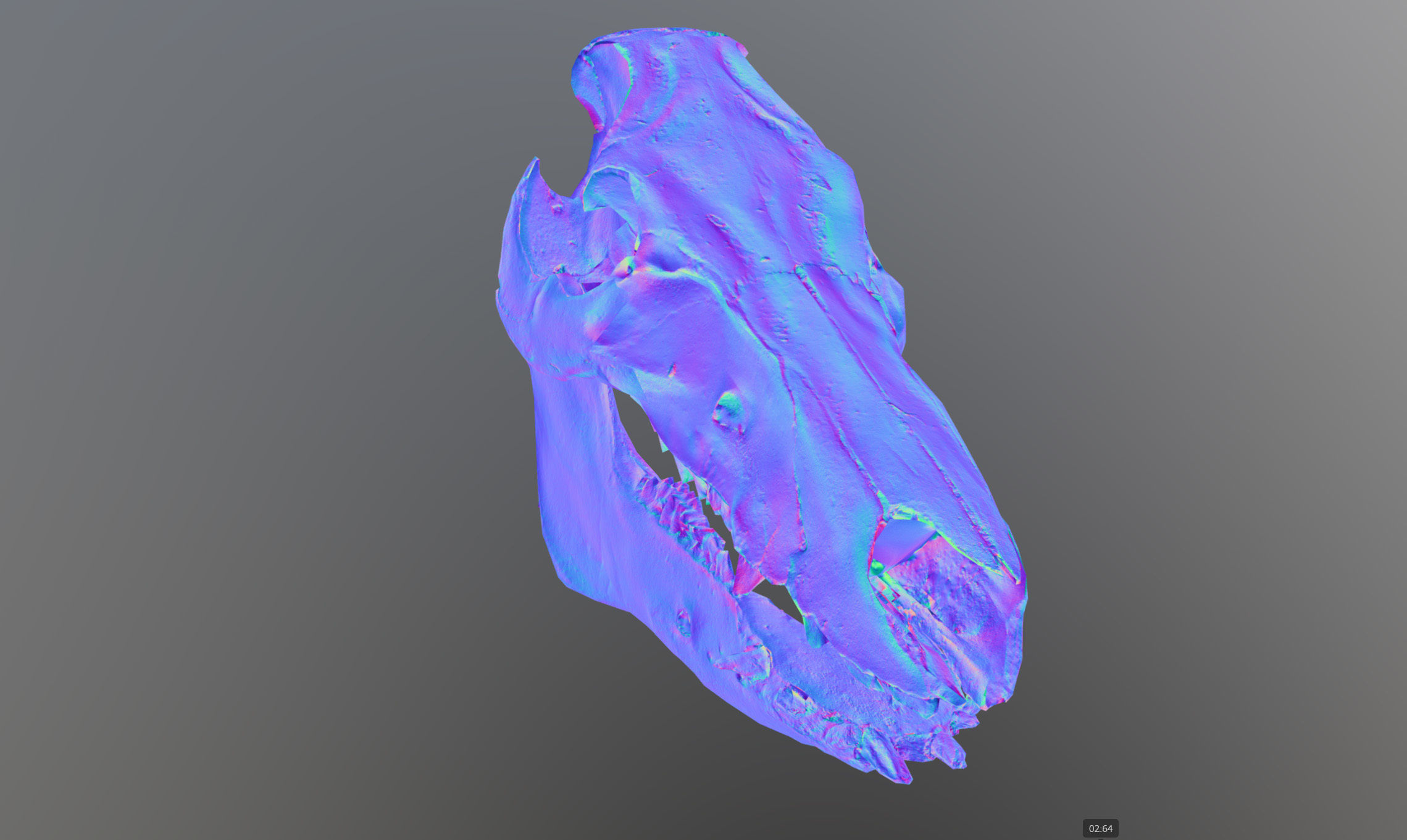 Photorealistic Wild Boar skull and a lower jaw Low-poly 3D model_74