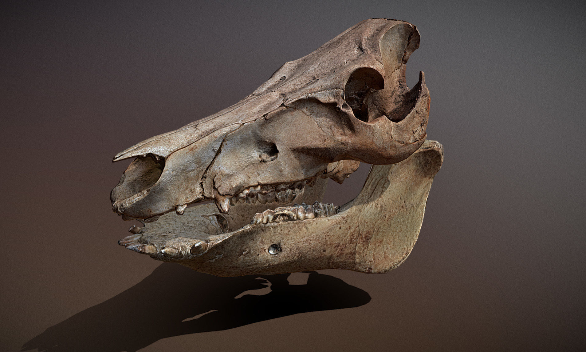 Photorealistic Wild Boar skull and a lower jaw Low-poly 3D model_49