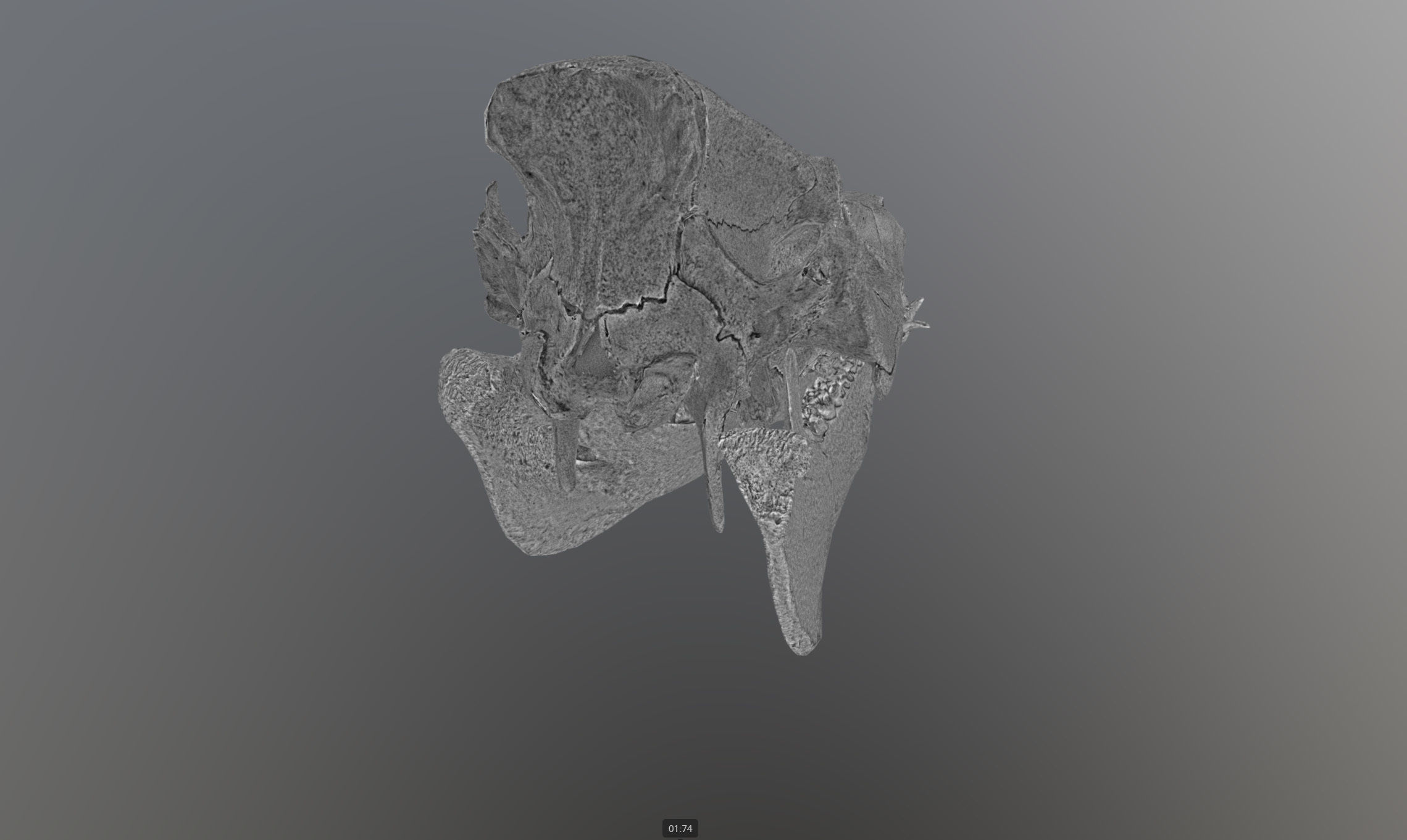Photorealistic Wild Boar skull and a lower jaw Low-poly 3D model_61