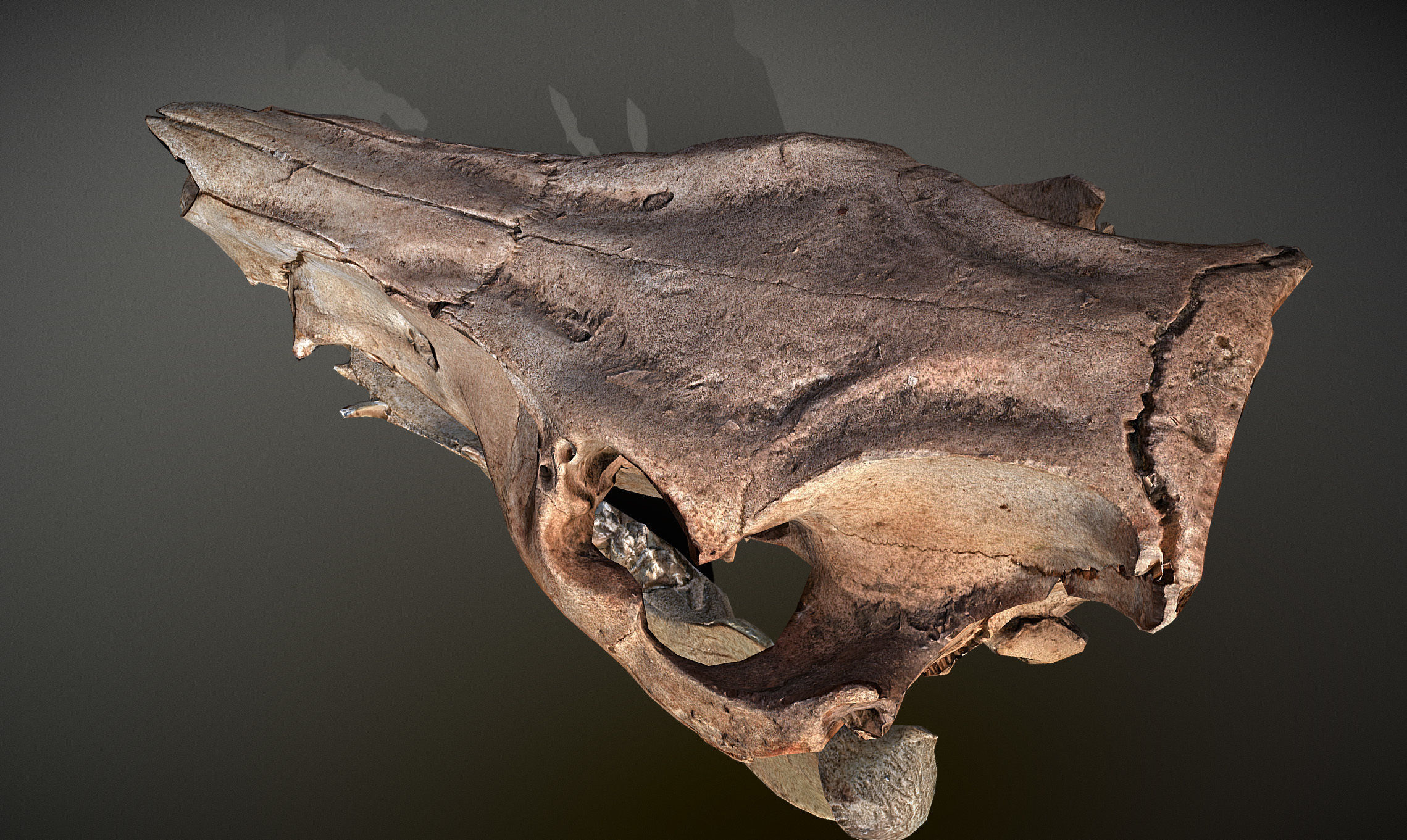 Photorealistic Wild Boar skull and a lower jaw Low-poly 3D model_12