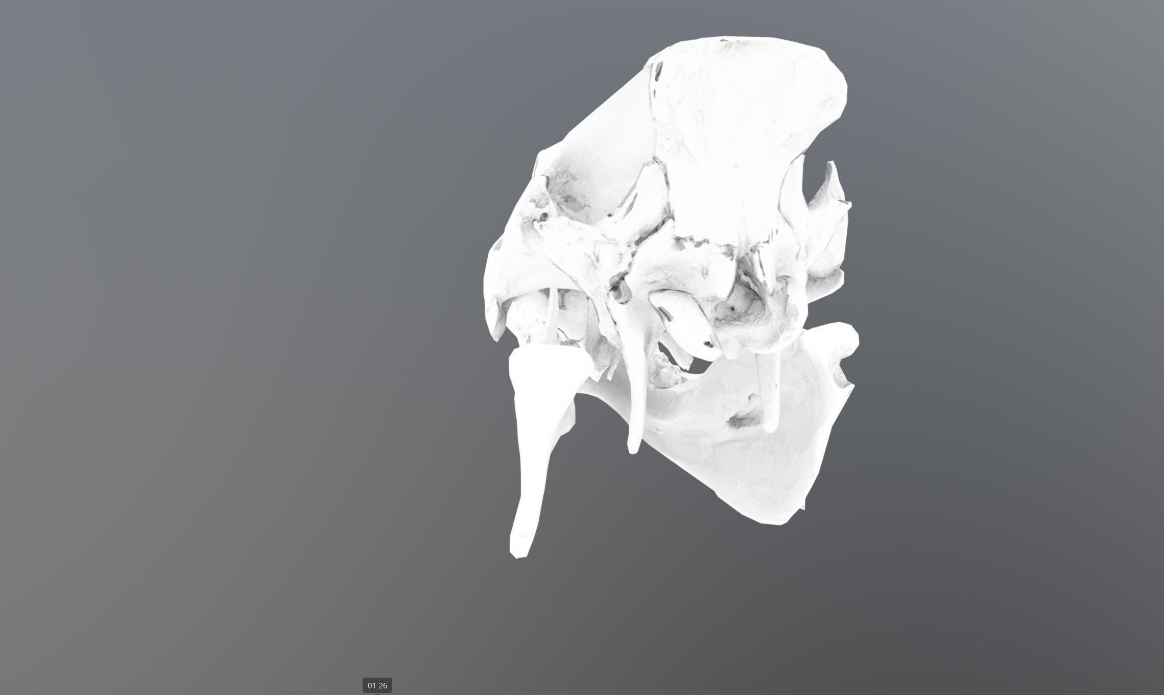 Photorealistic Wild Boar skull and a lower jaw Low-poly 3D model_59