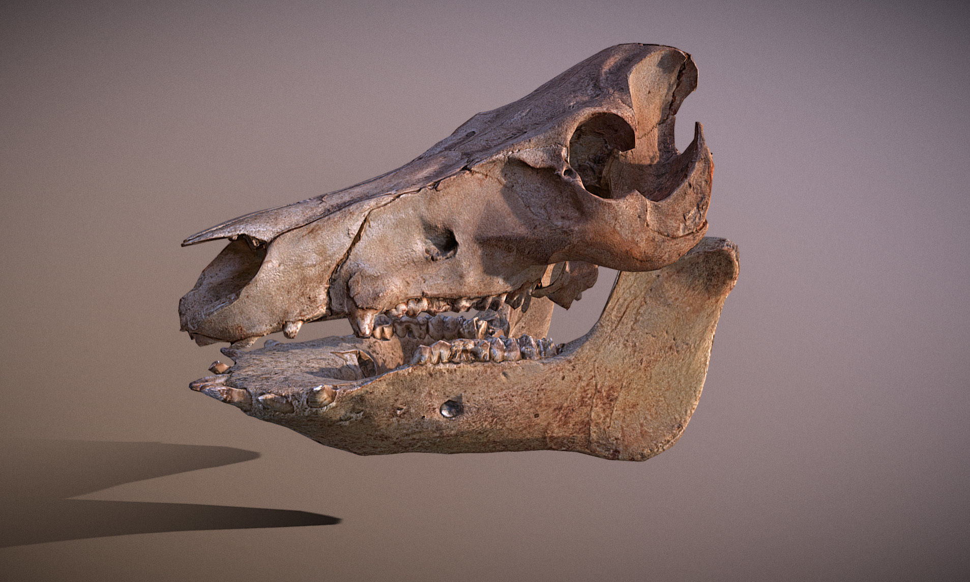 Photorealistic Wild Boar skull and a lower jaw Low-poly 3D model_36
