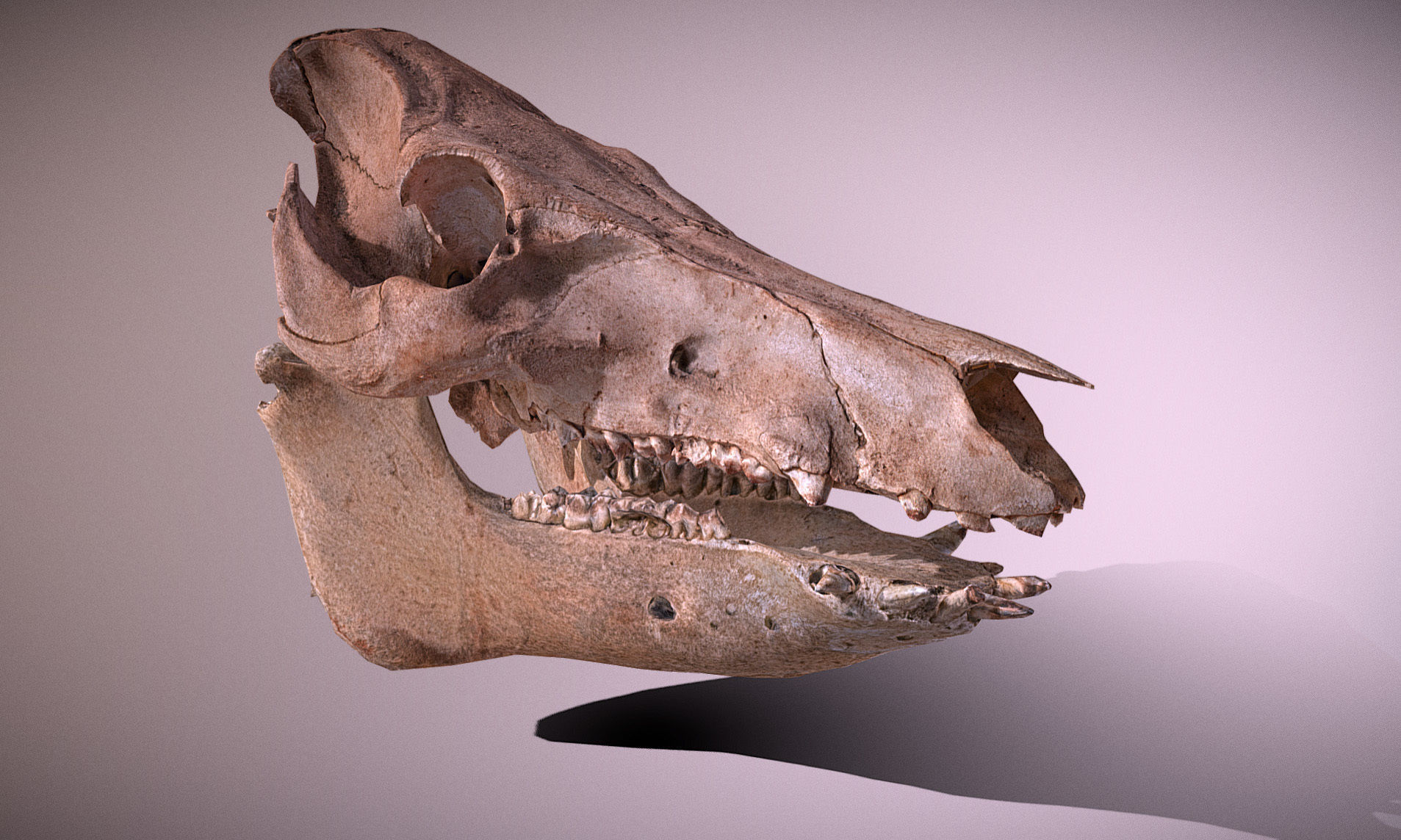 Photorealistic Wild Boar skull and a lower jaw Low-poly 3D model_45