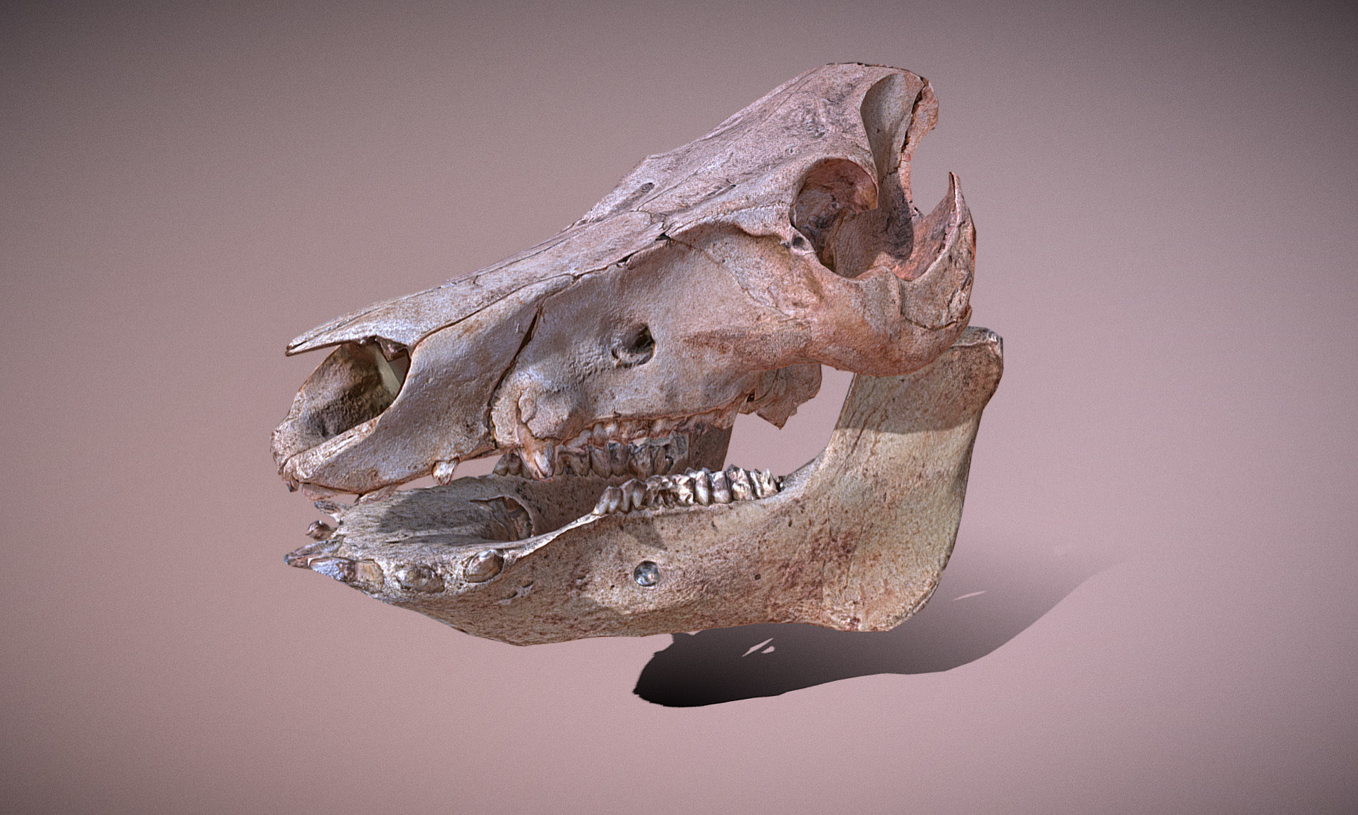 Photorealistic Wild Boar skull and a lower jaw Low-poly 3D model_52