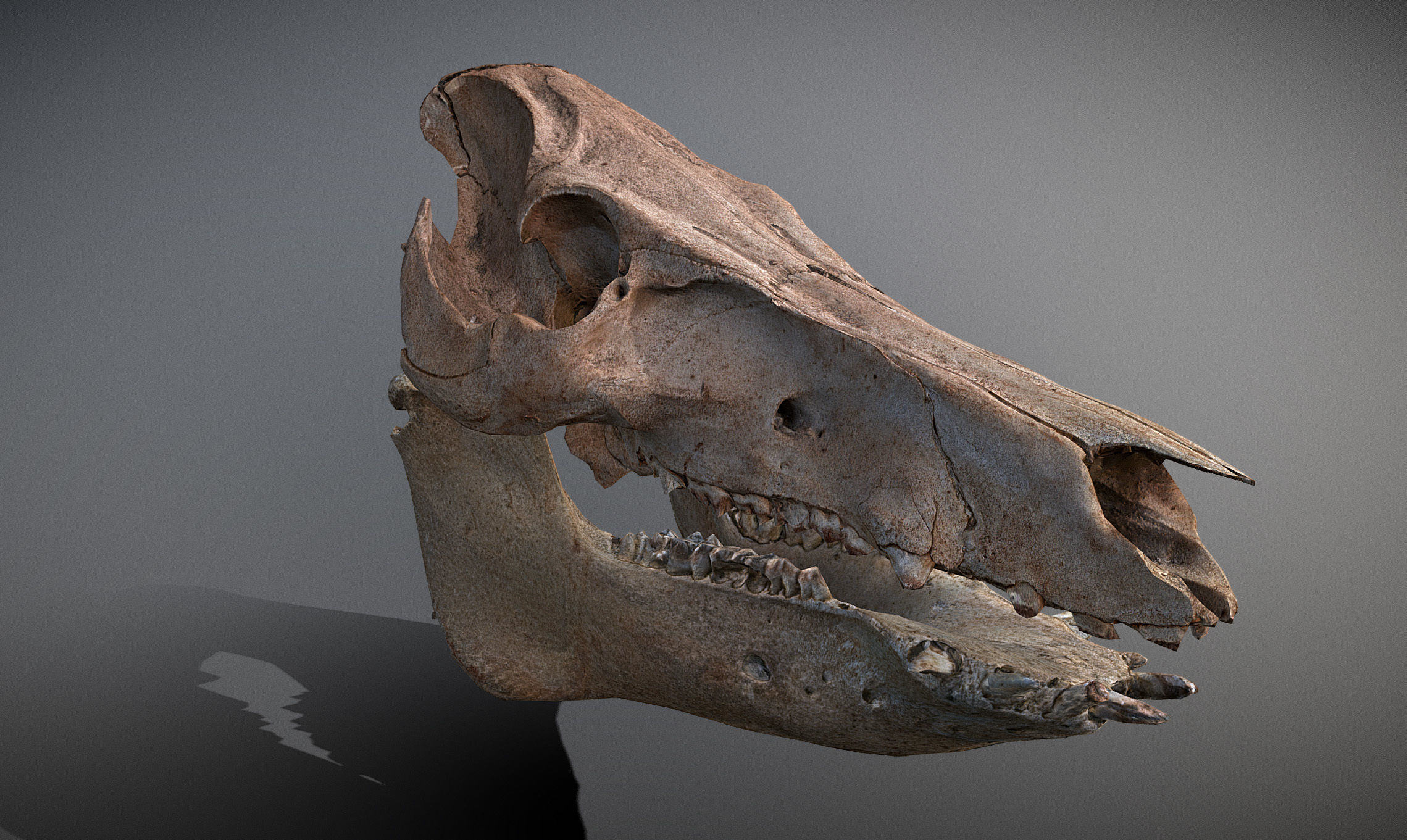 Photorealistic Wild Boar skull and a lower jaw Low-poly 3D model_40