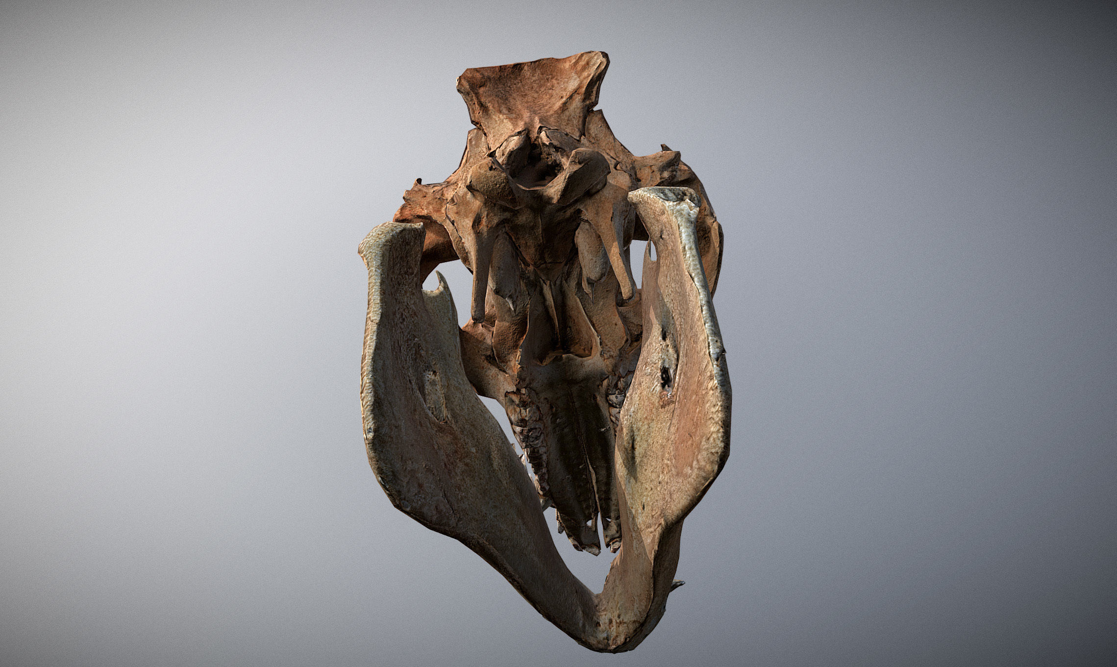 Photorealistic Wild Boar skull and a lower jaw Low-poly 3D model_11