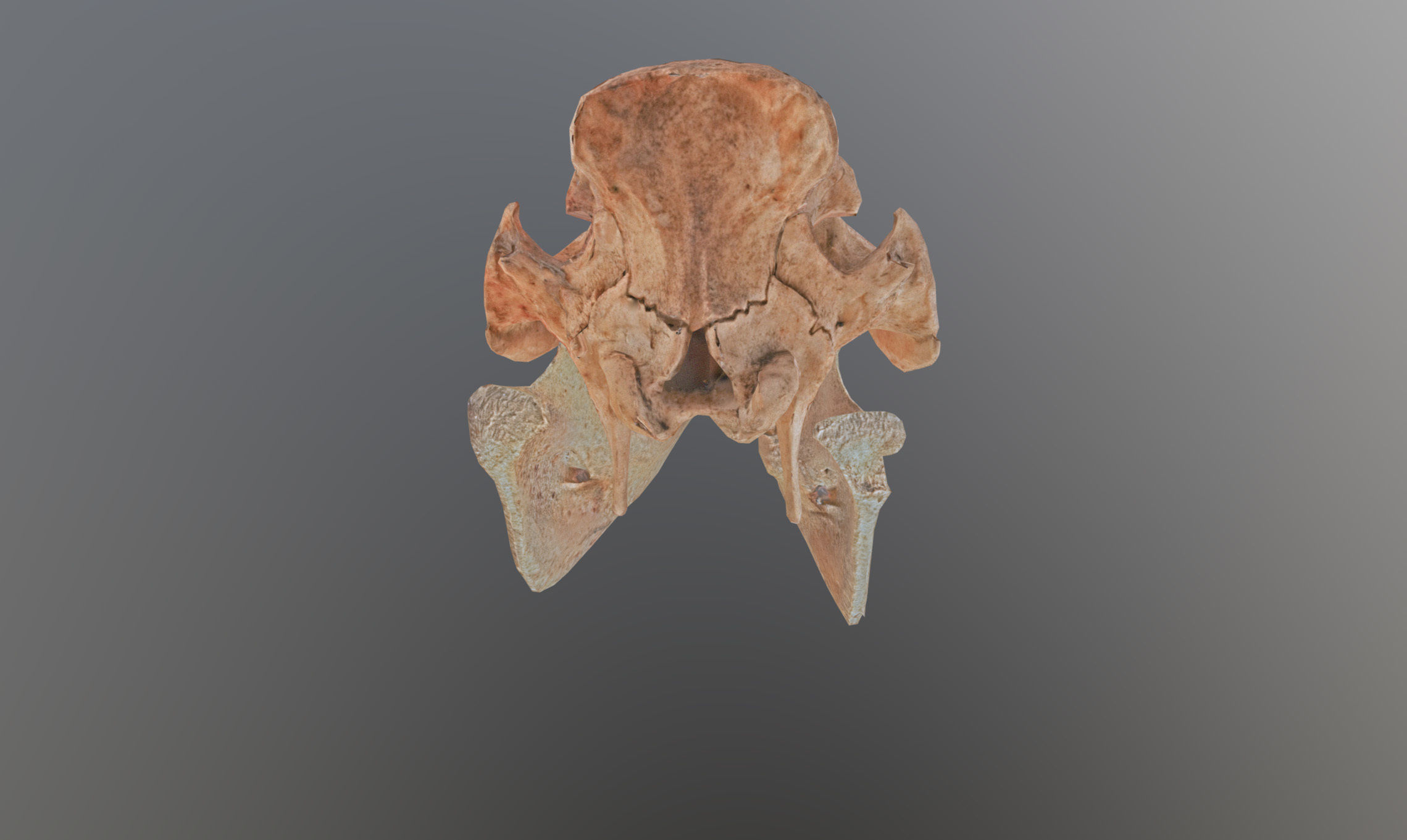 Photorealistic Wild Boar skull and a lower jaw Low-poly 3D model_76