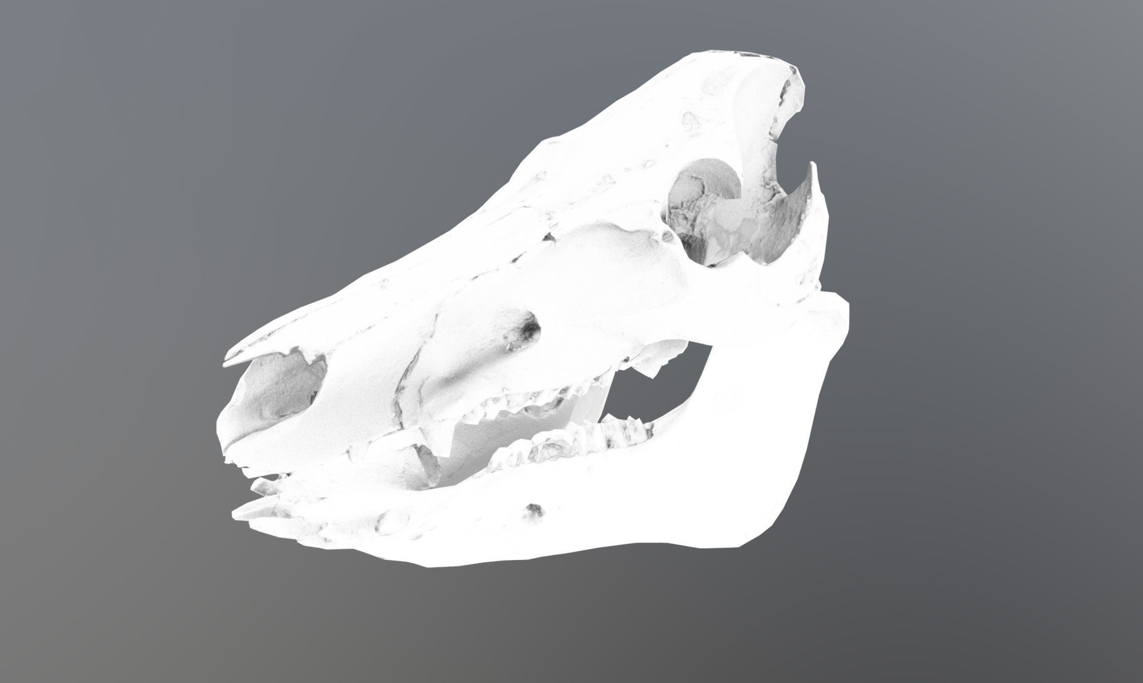 Photorealistic Wild Boar skull and a lower jaw Low-poly 3D model_62