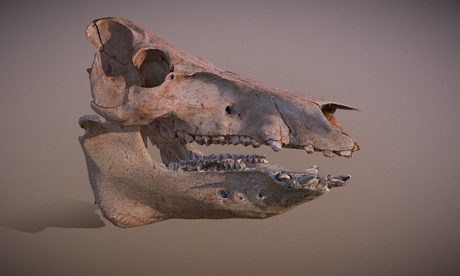 Photorealistic Wild Boar skull and a lower jaw Low-poly 3D model_38