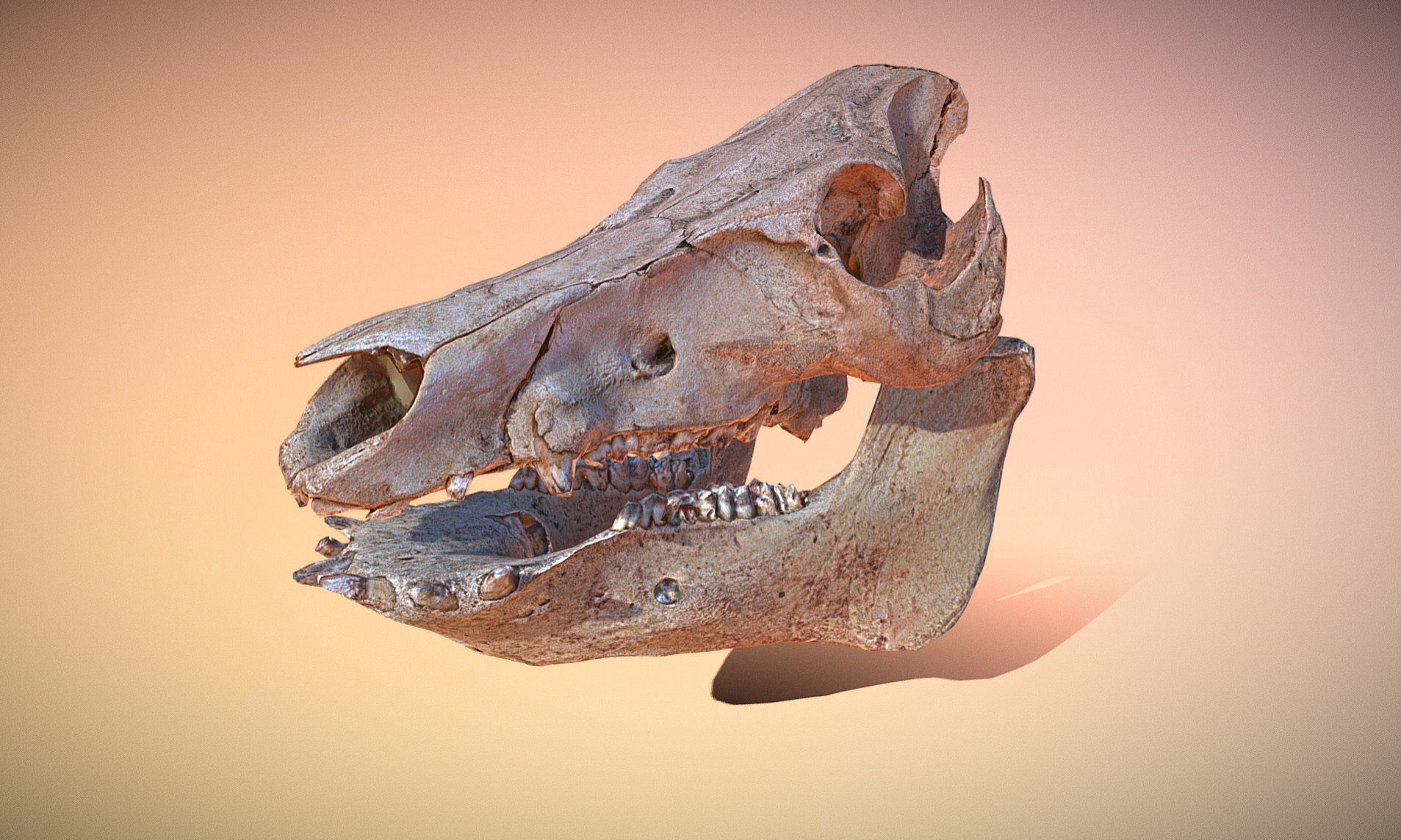 Photorealistic Wild Boar skull and a lower jaw Low-poly 3D model_30