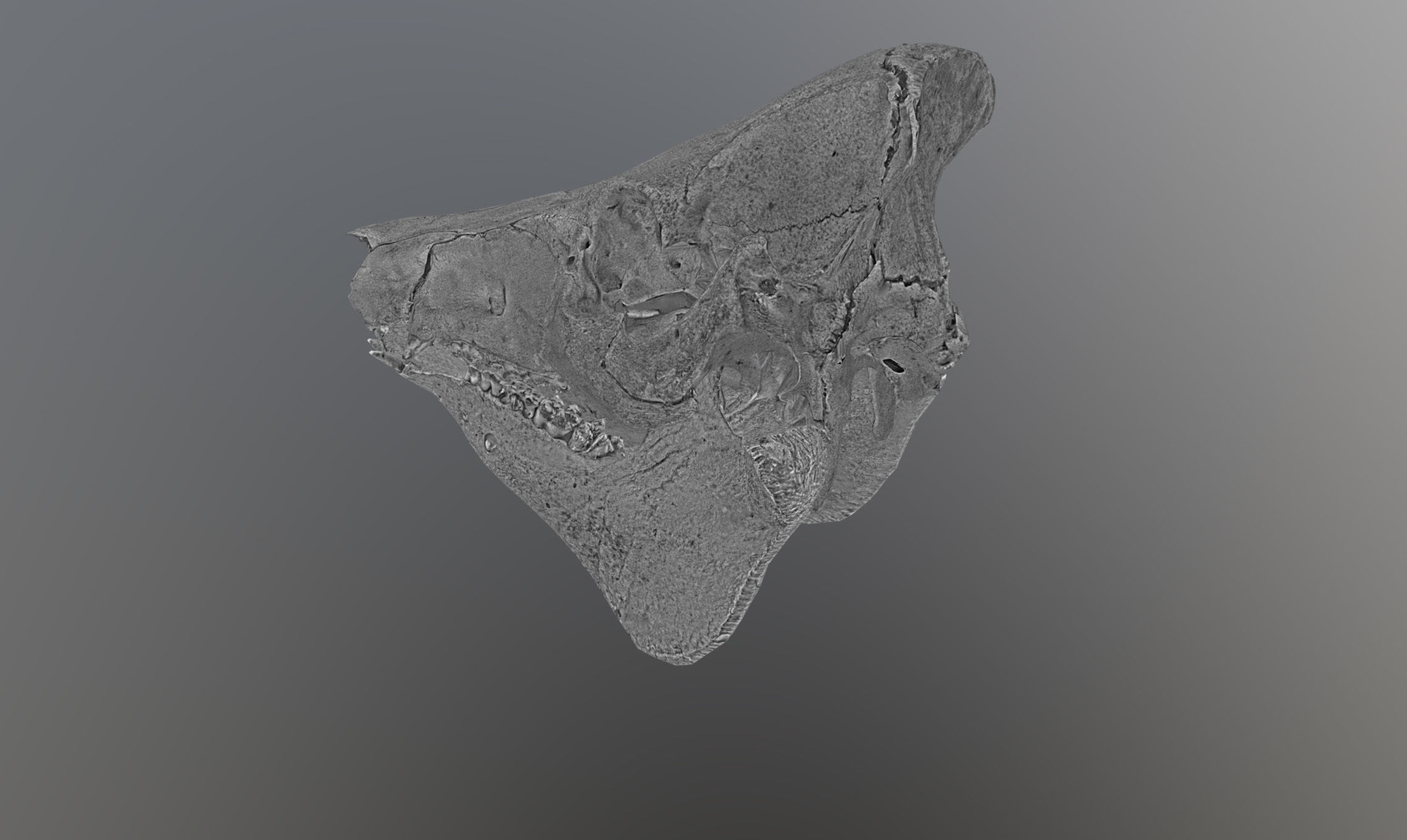 Photorealistic Wild Boar skull and a lower jaw Low-poly 3D model_63