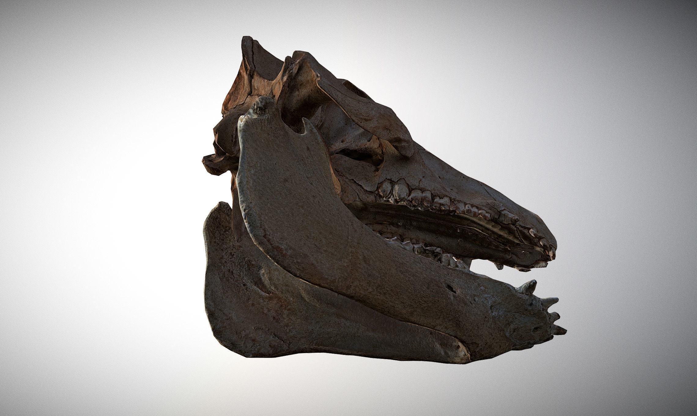 Photorealistic Wild Boar skull and a lower jaw Low-poly 3D model_10