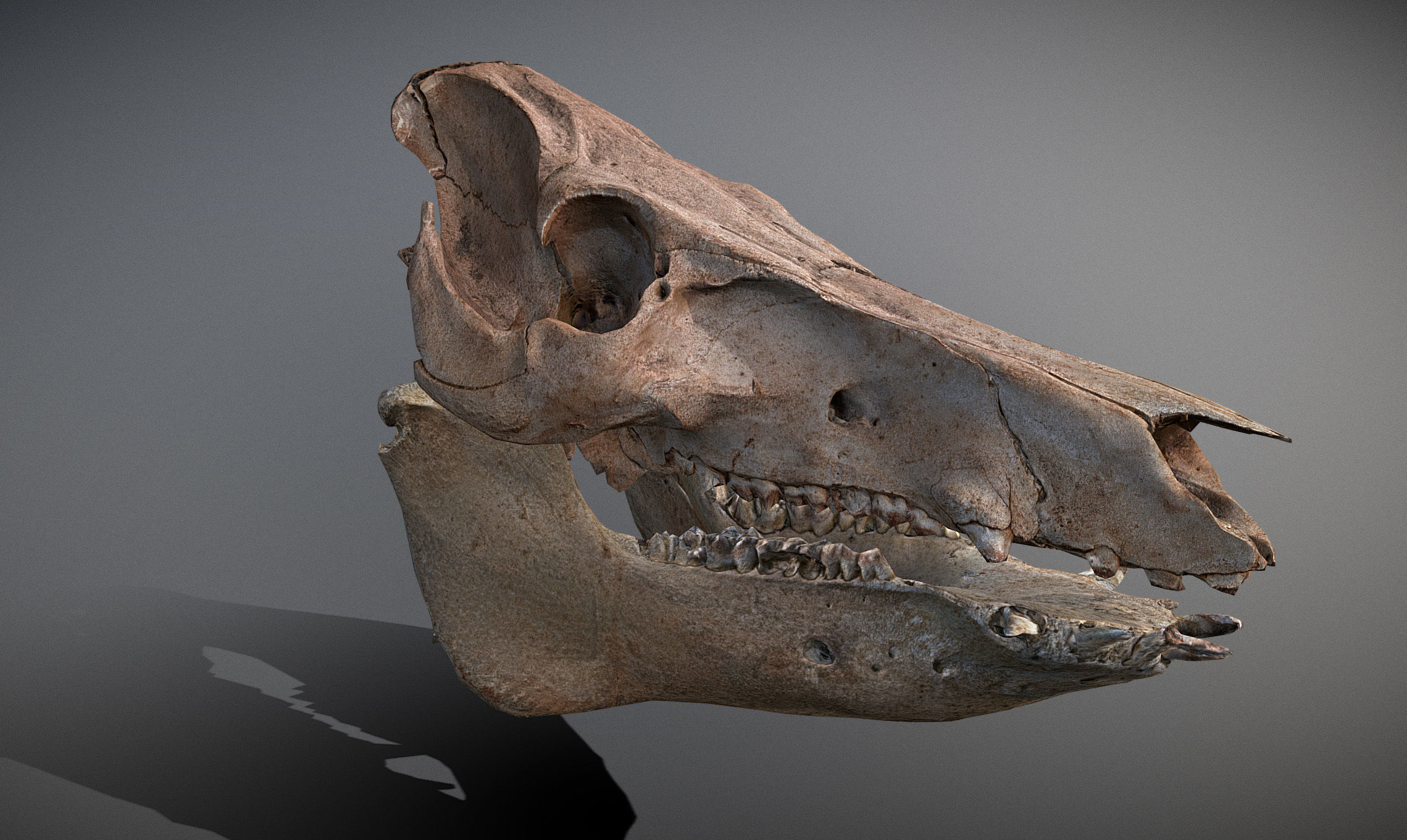 Photorealistic Wild Boar skull and a lower jaw Low-poly 3D model_44