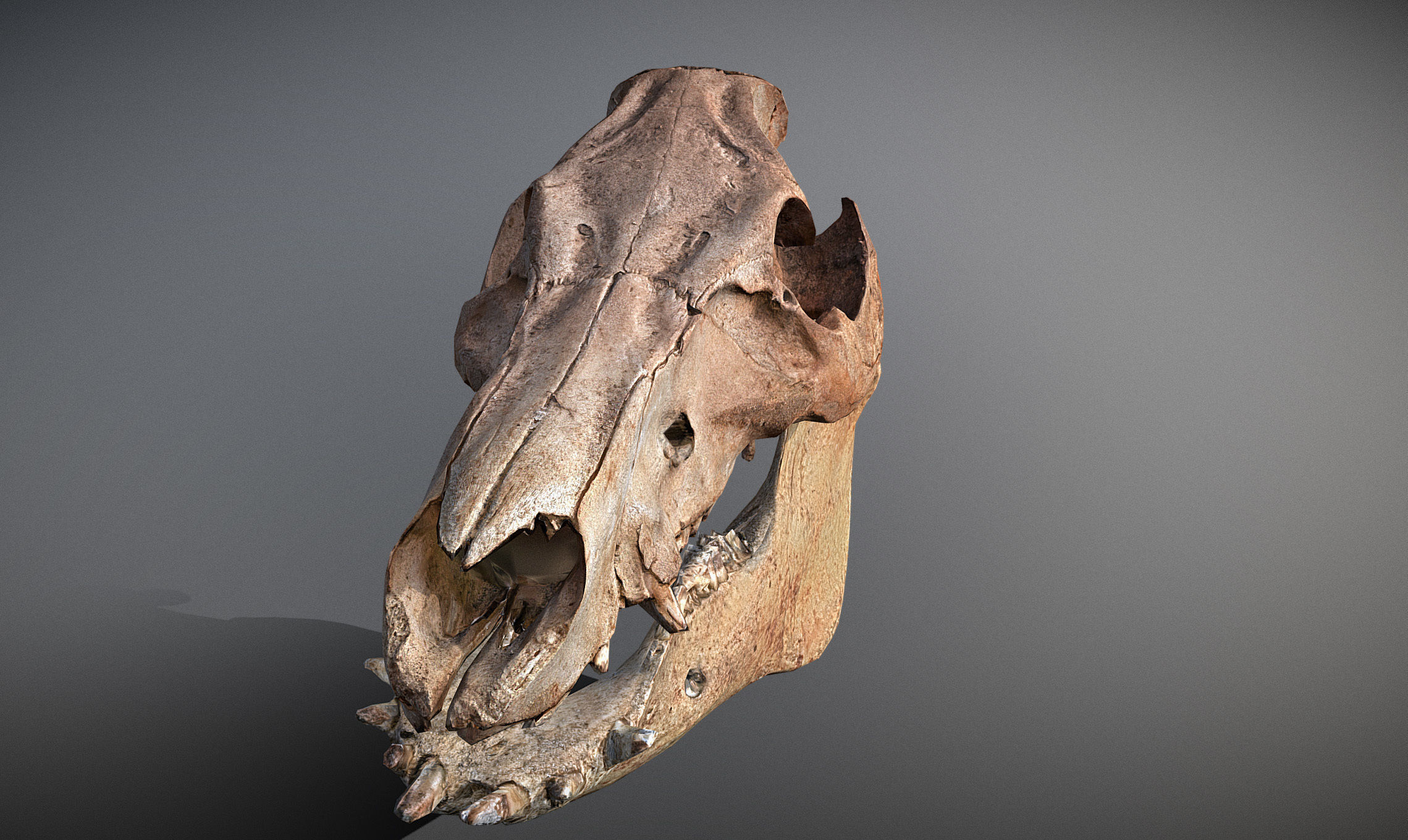 Photorealistic Wild Boar skull and a lower jaw Low-poly 3D model_33