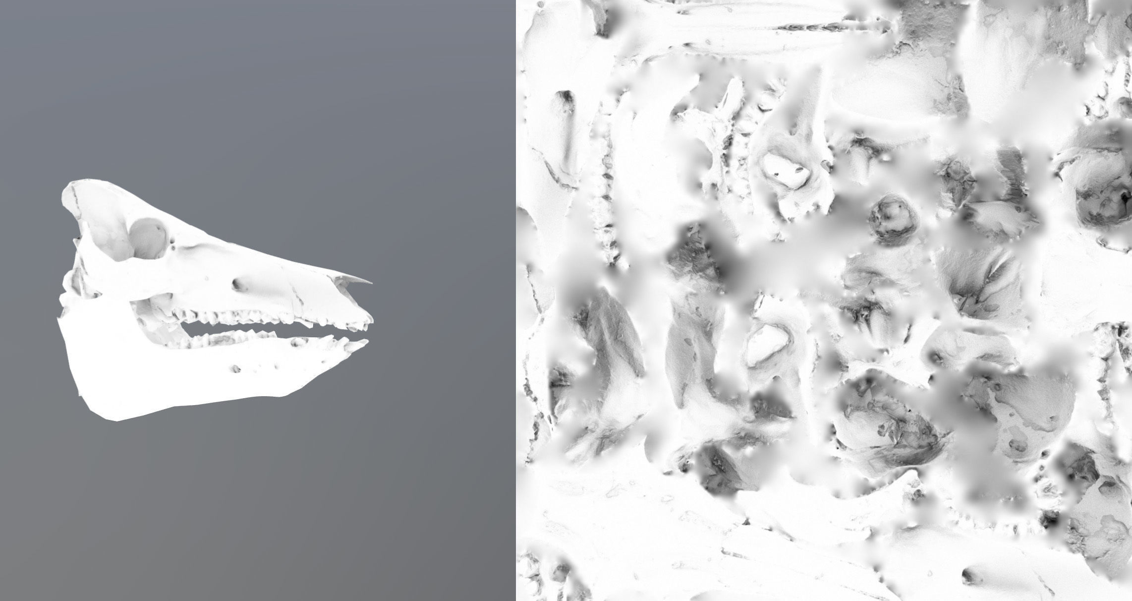 Photorealistic Wild Boar skull and a lower jaw Low-poly 3D model_85