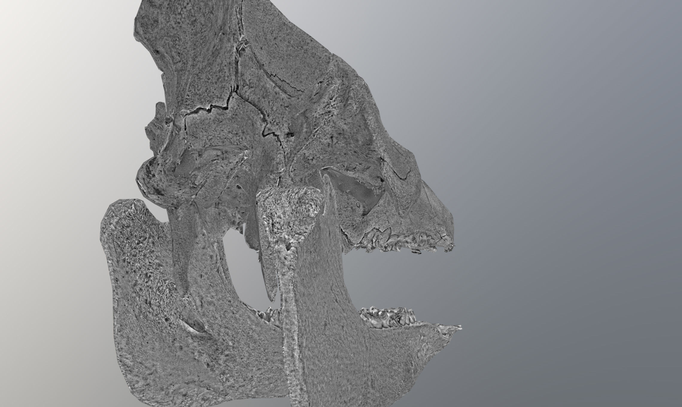 Photorealistic Wild Boar skull and a lower jaw Low-poly 3D model_53