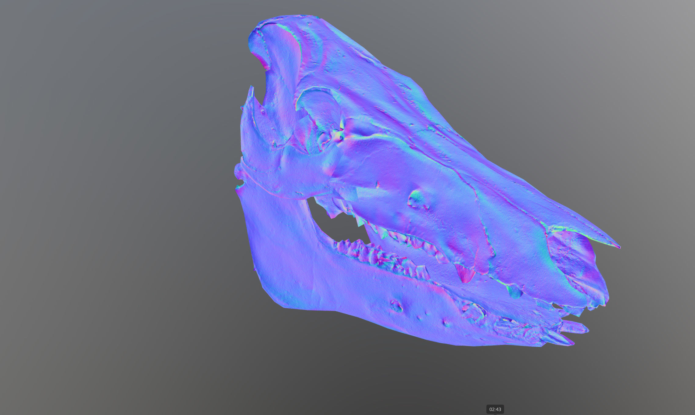 Photorealistic Wild Boar skull and a lower jaw Low-poly 3D model_77