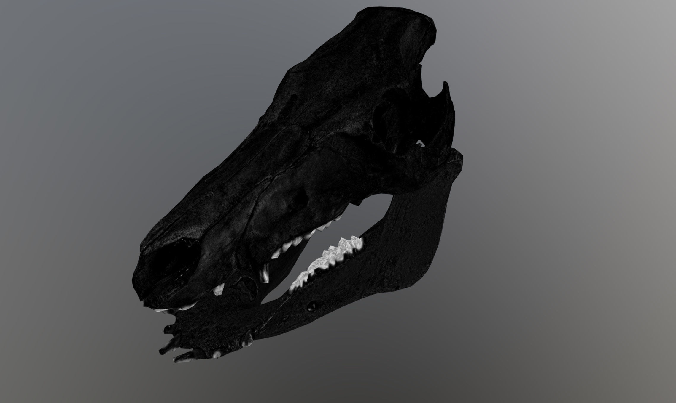 Photorealistic Wild Boar skull and a lower jaw Low-poly 3D model_70
