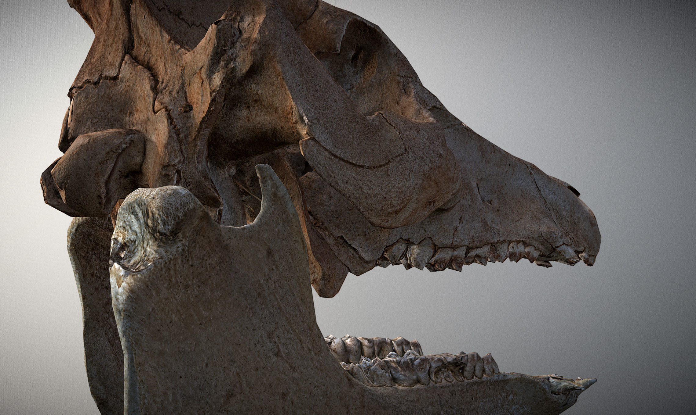 Photorealistic Wild Boar skull and a lower jaw Low-poly 3D model_18