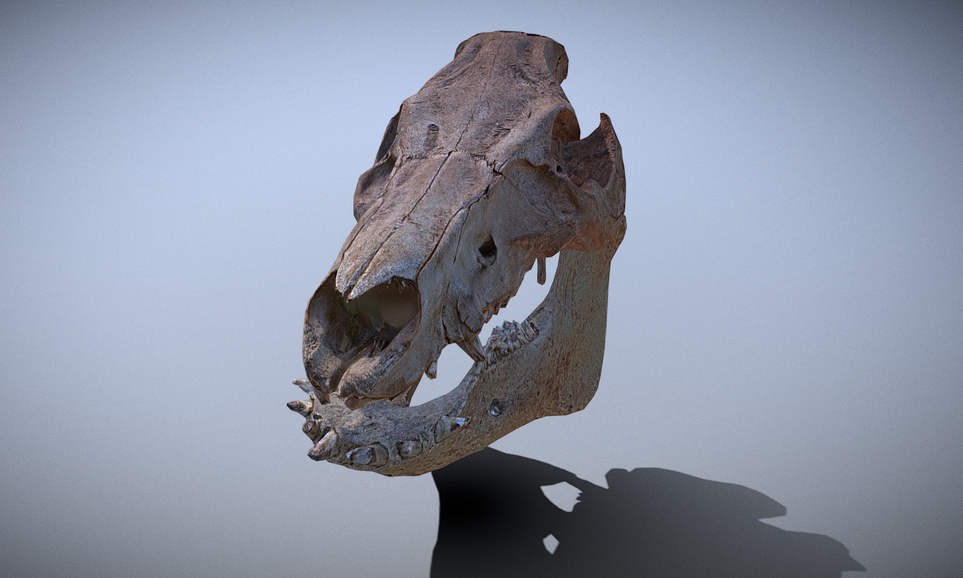 Photorealistic Wild Boar skull and a lower jaw Low-poly 3D model_22
