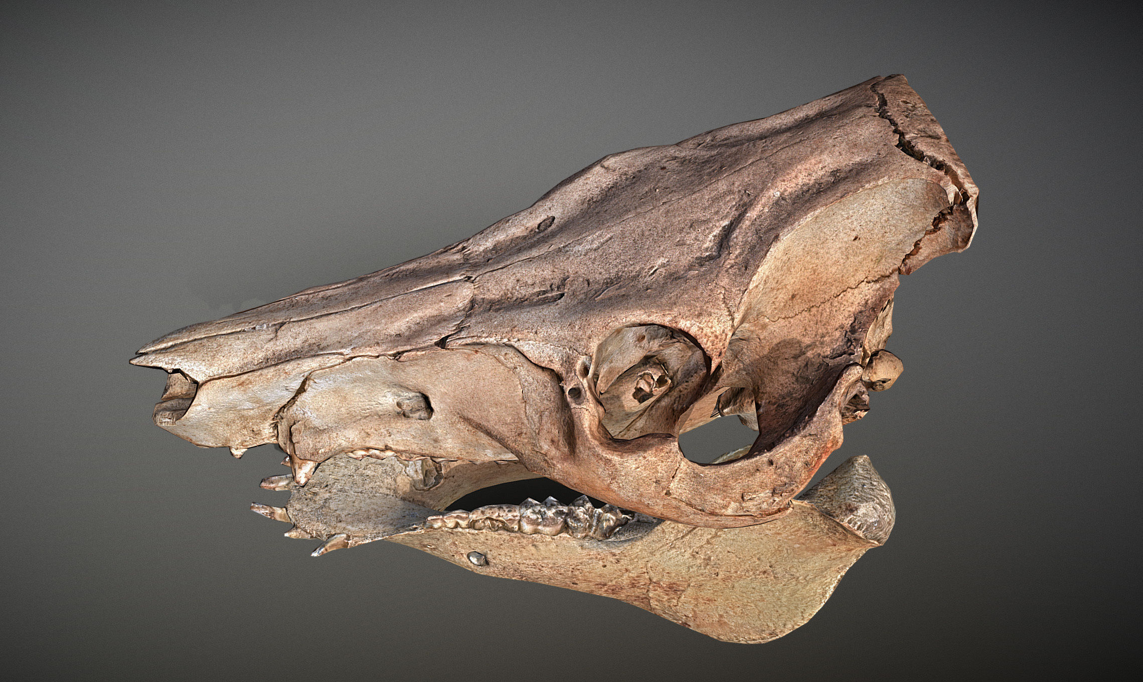 Photorealistic Wild Boar skull and a lower jaw Low-poly 3D model_5