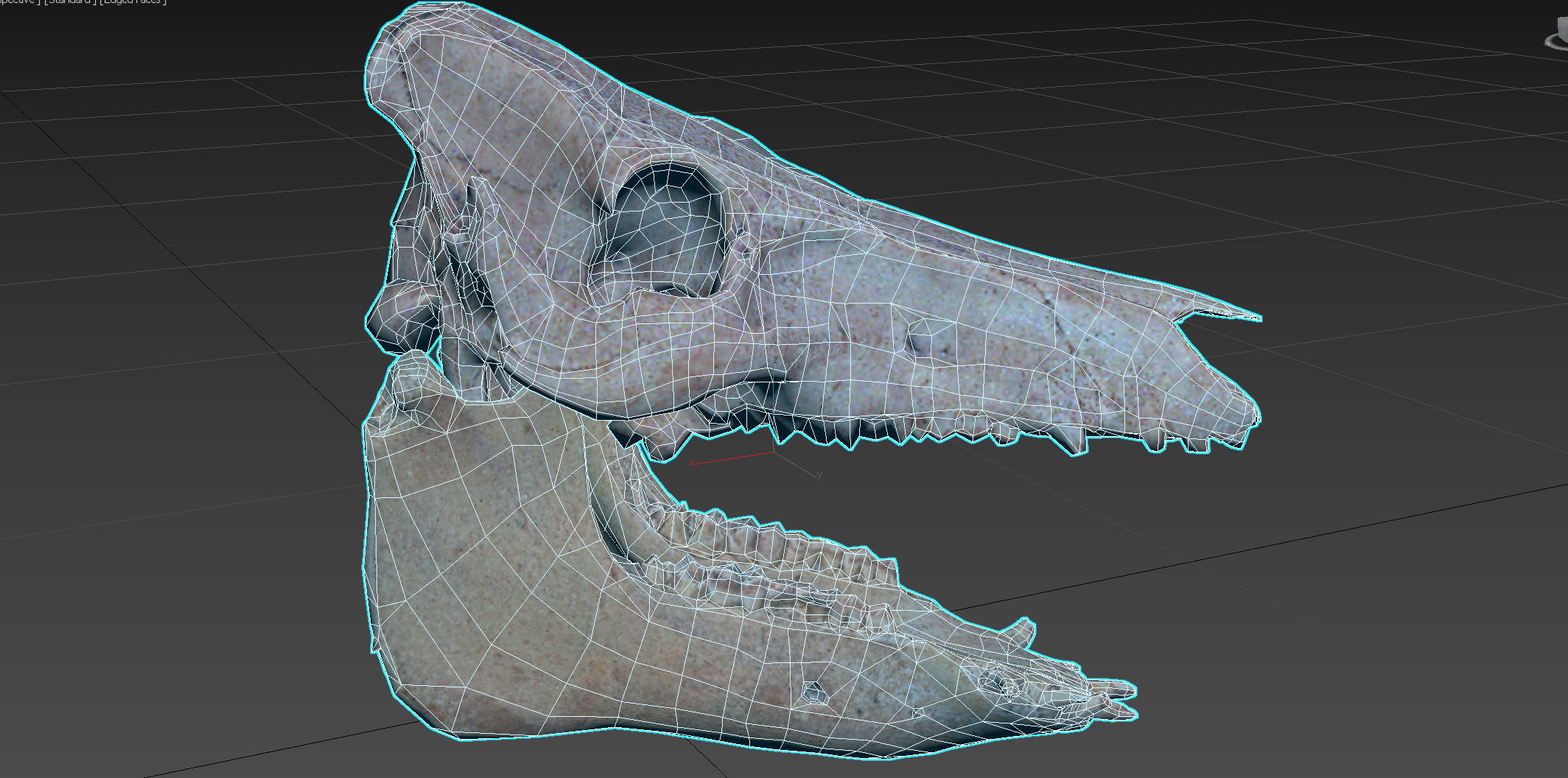 Photorealistic Wild Boar skull and a lower jaw Low-poly 3D model_97