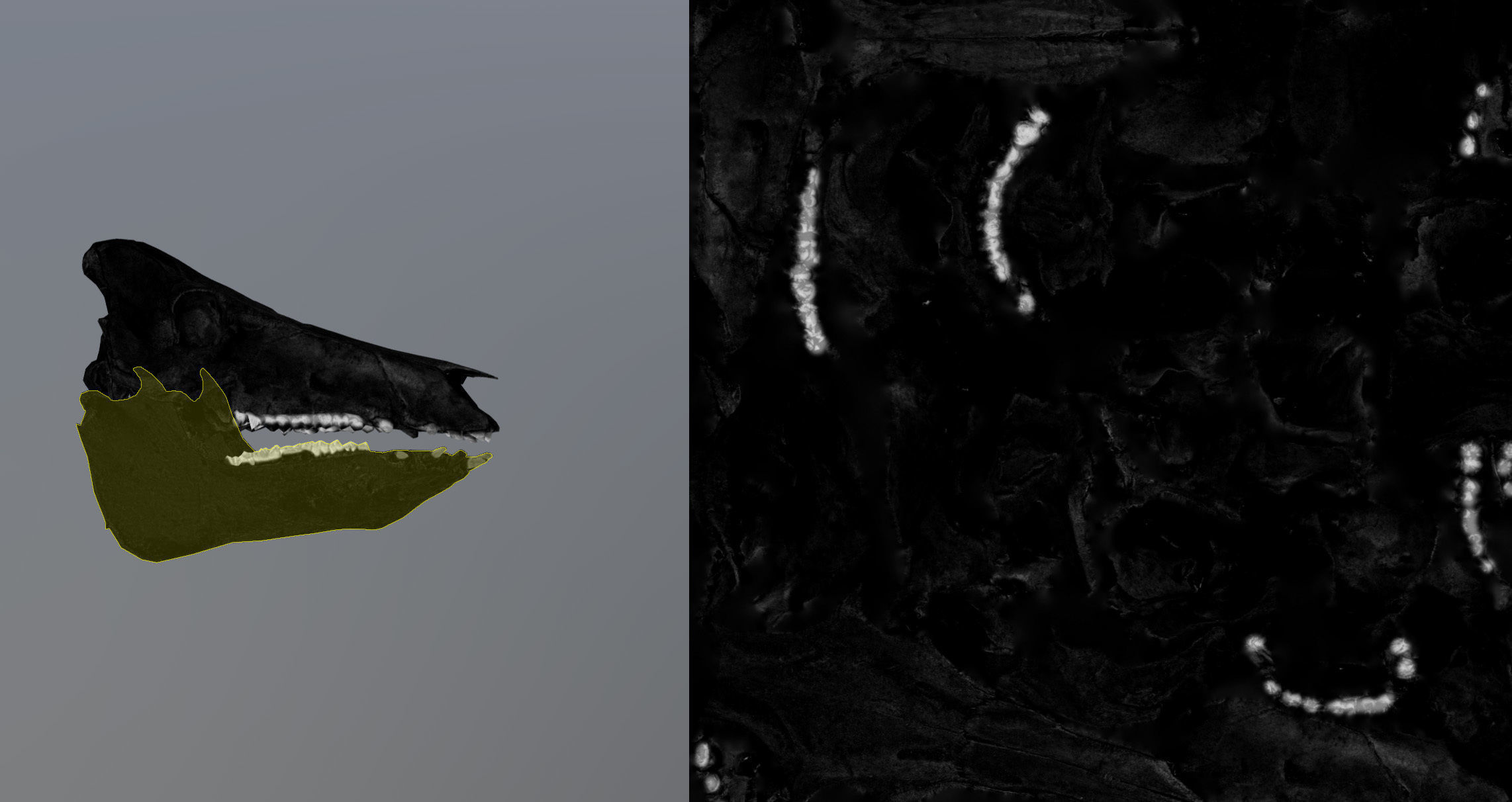 Photorealistic Wild Boar skull and a lower jaw Low-poly 3D model_95