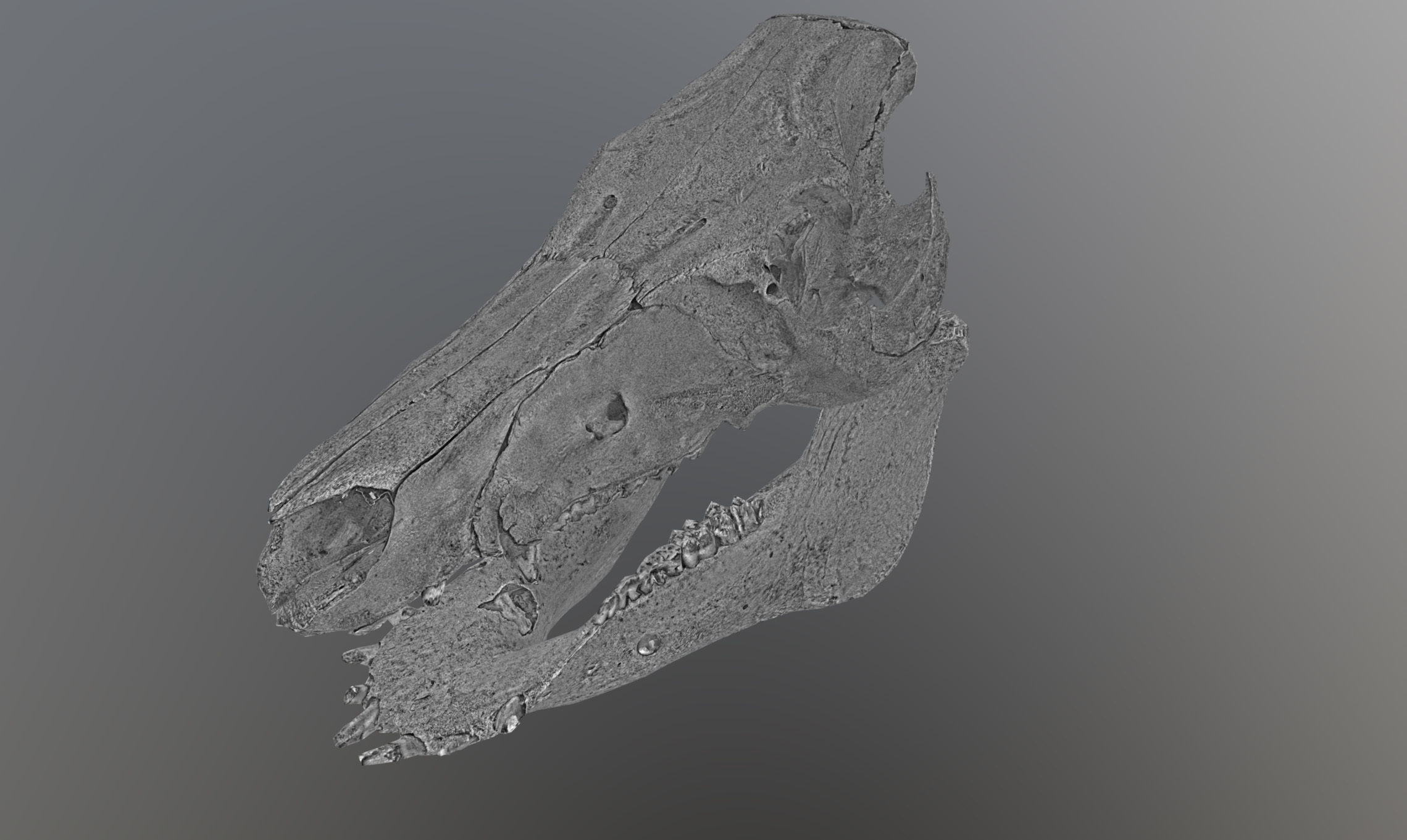 Photorealistic Wild Boar skull and a lower jaw Low-poly 3D model_64