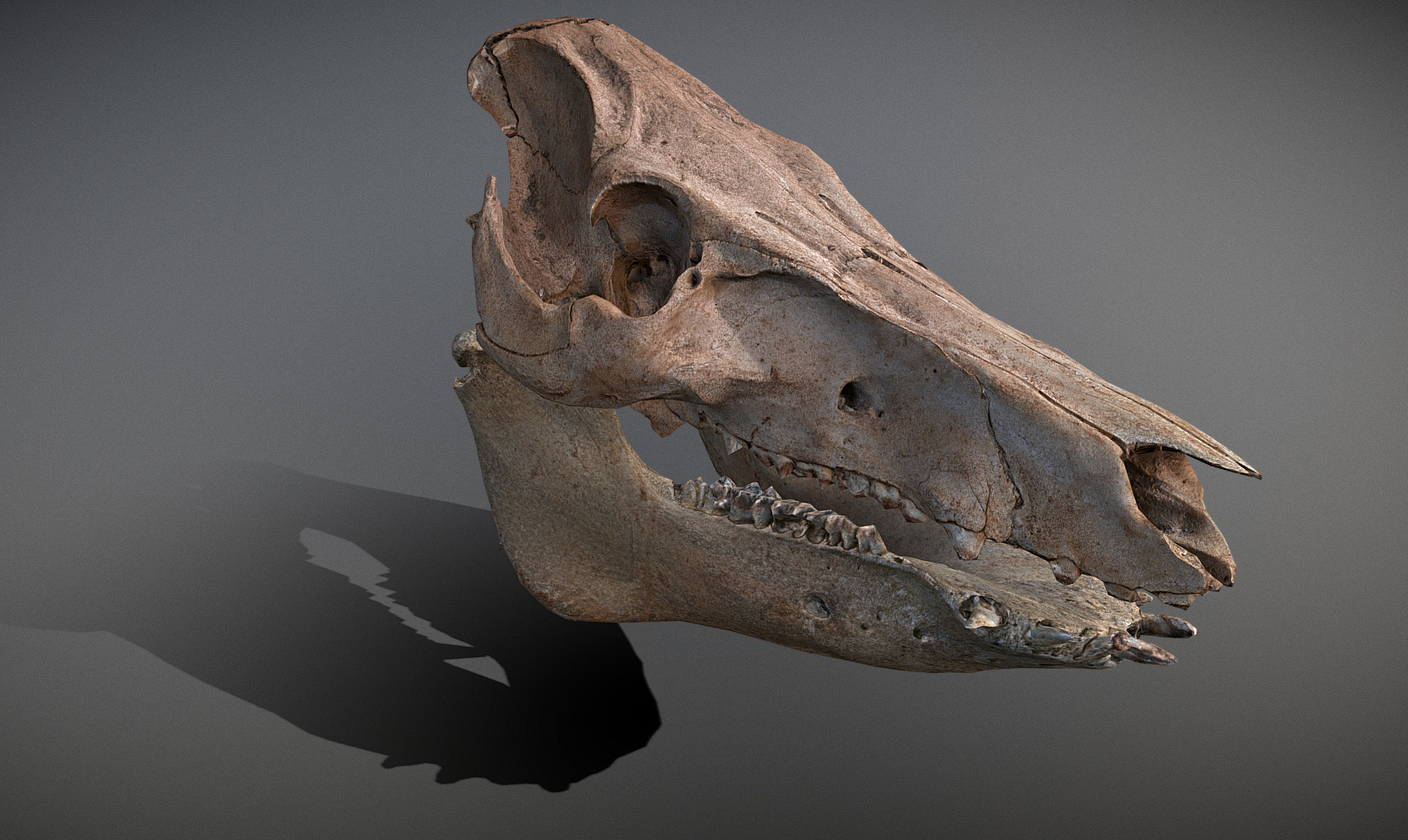 Photorealistic Wild Boar skull and a lower jaw Low-poly 3D model_27