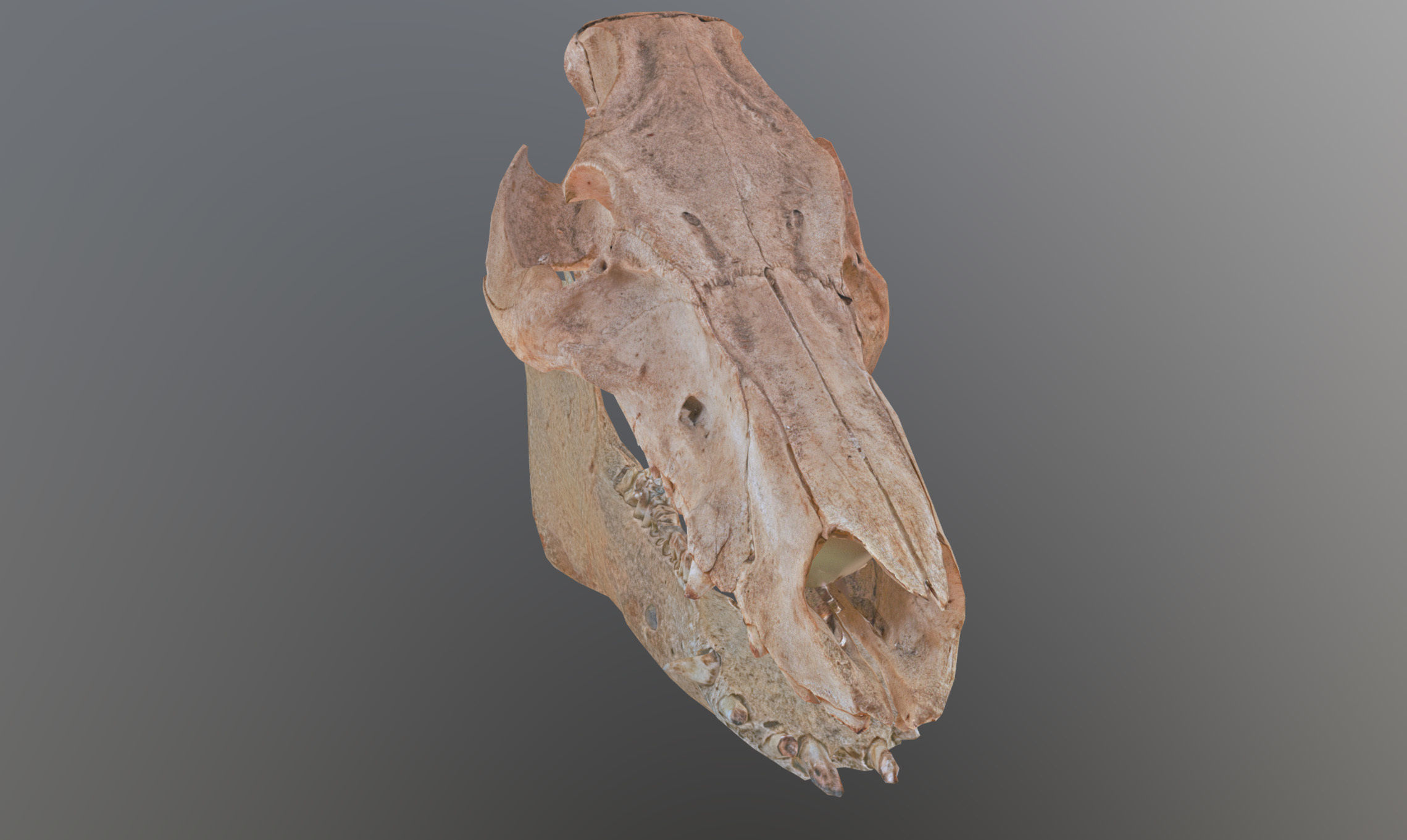 Photorealistic Wild Boar skull and a lower jaw Low-poly 3D model_72