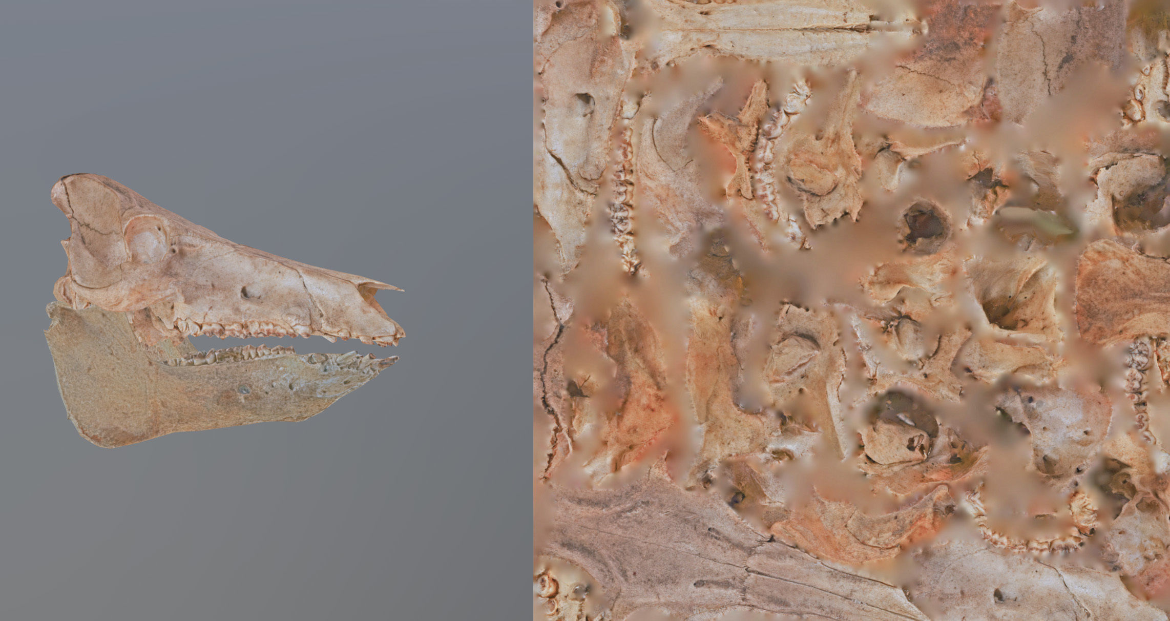 Photorealistic Wild Boar skull and a lower jaw Low-poly 3D model_106