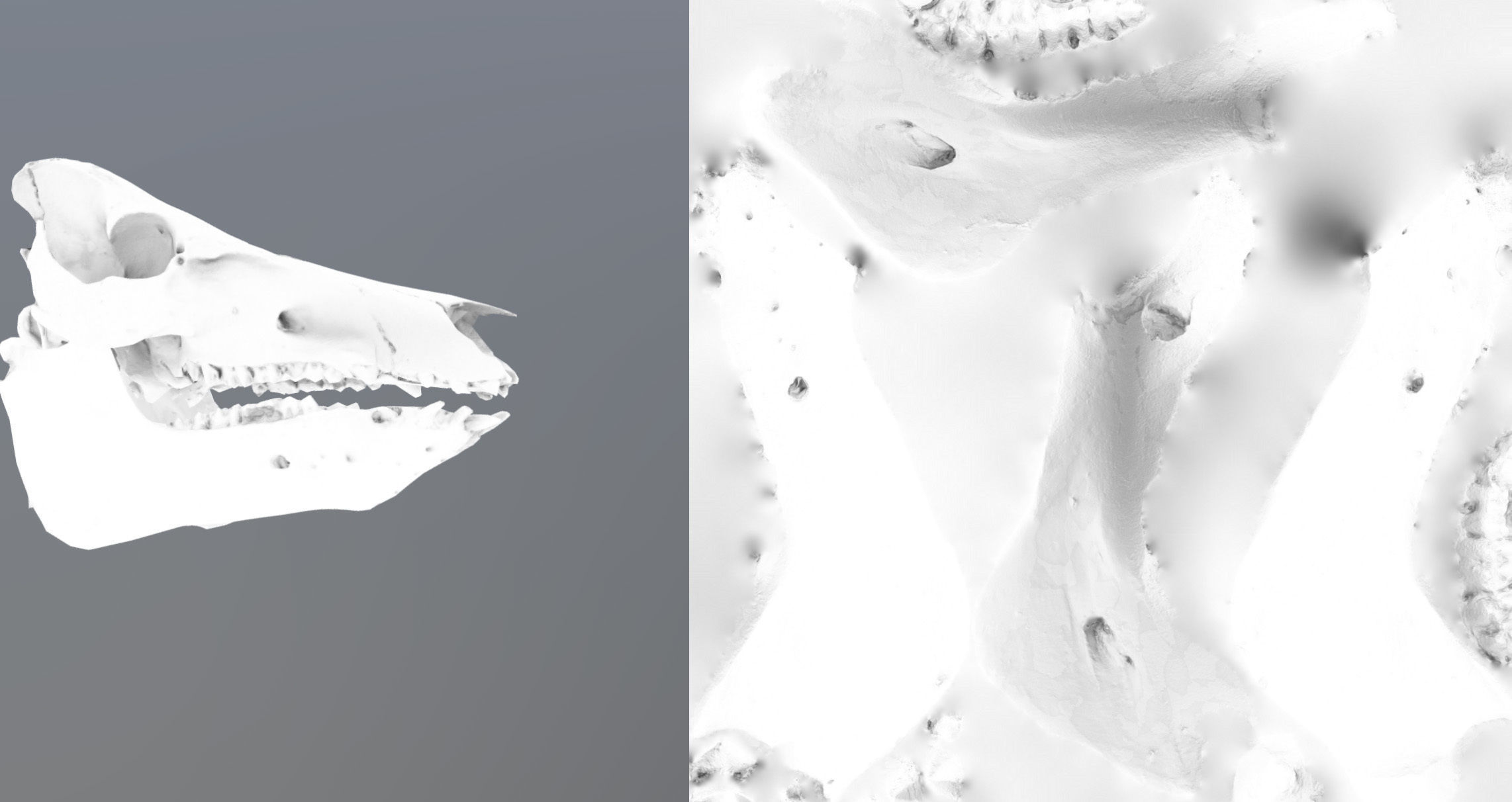 Photorealistic Wild Boar skull and a lower jaw Low-poly 3D model_83