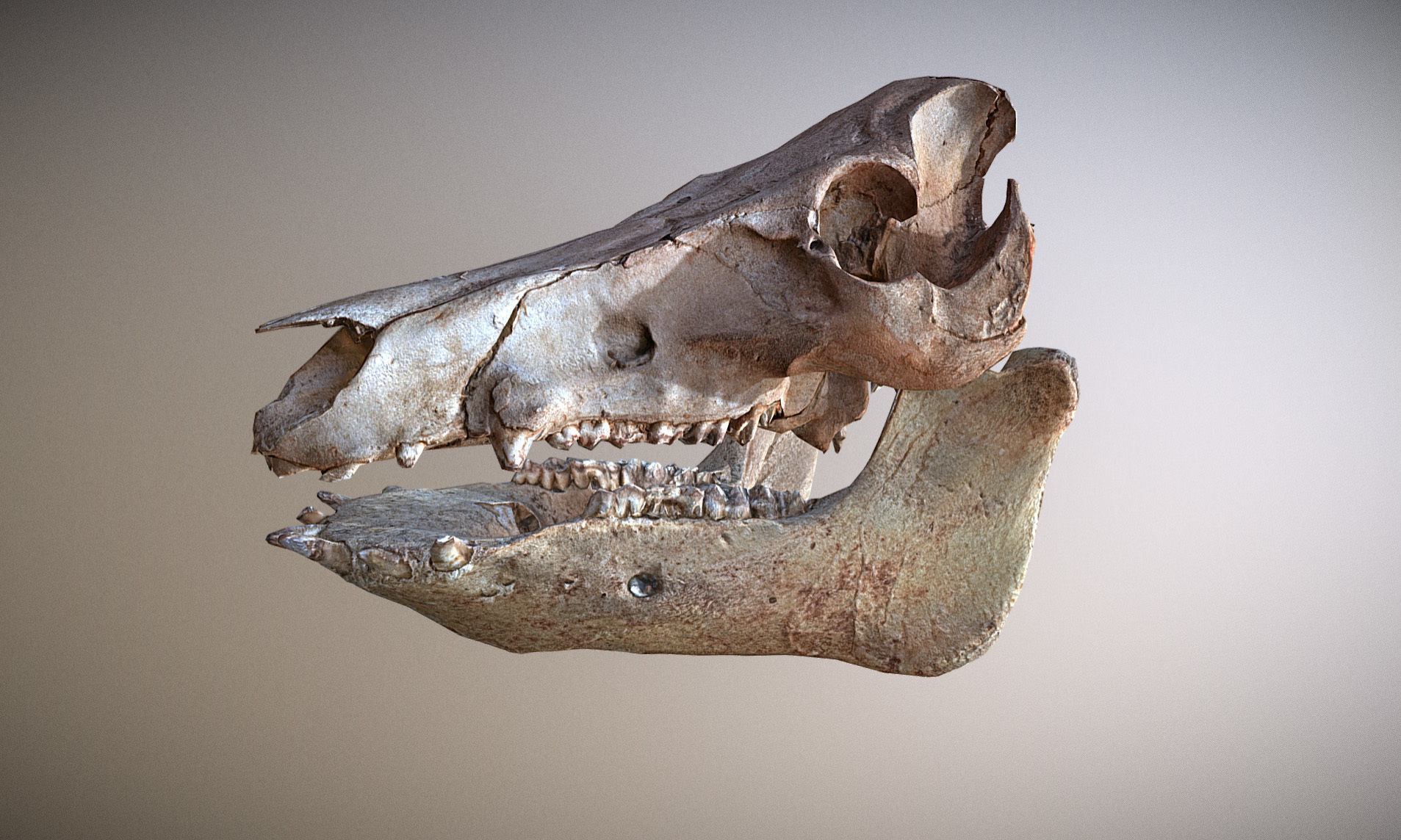 Photorealistic Wild Boar skull and a lower jaw Low-poly 3D model_35