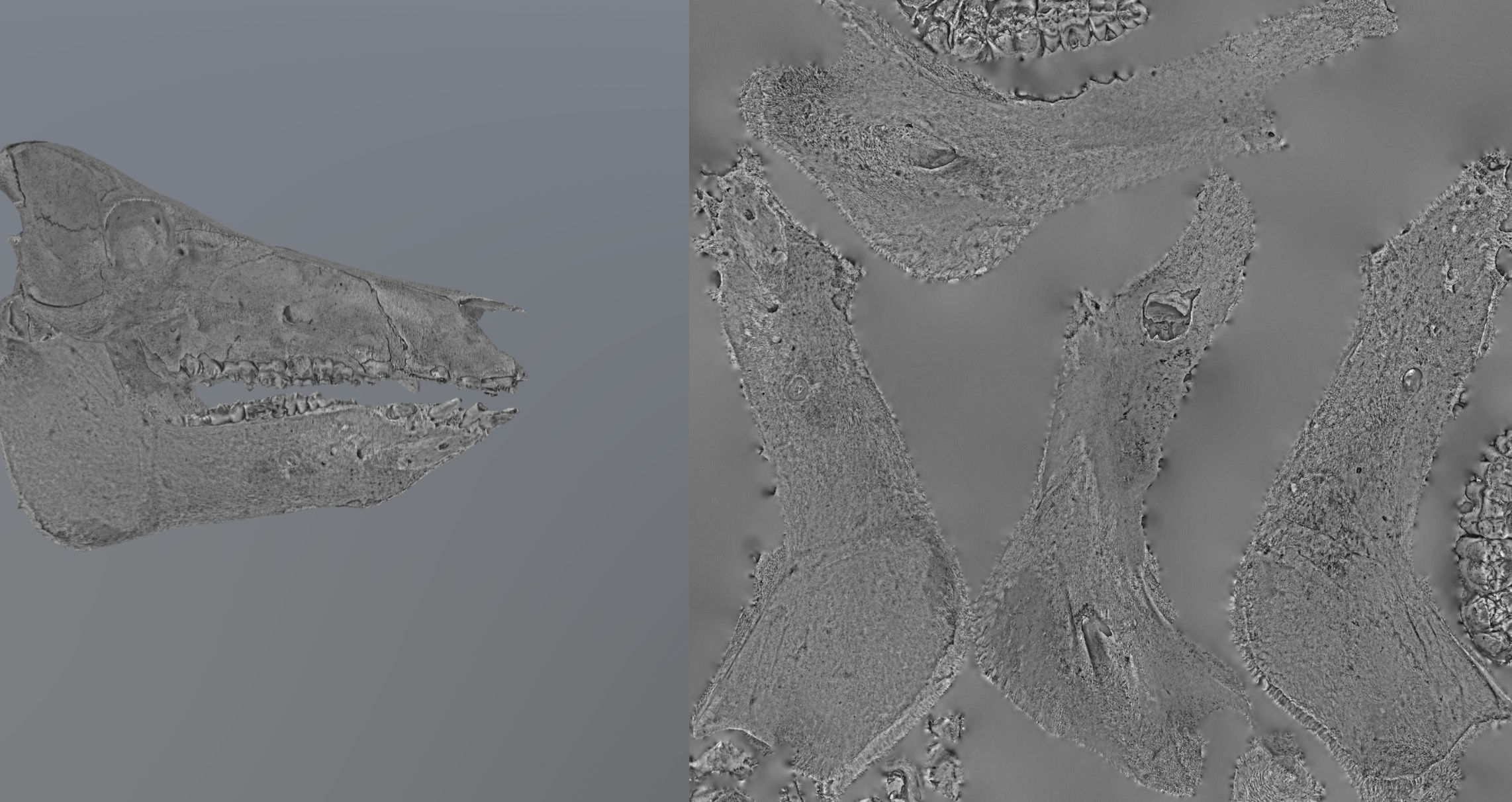 Photorealistic Wild Boar skull and a lower jaw Low-poly 3D model_87