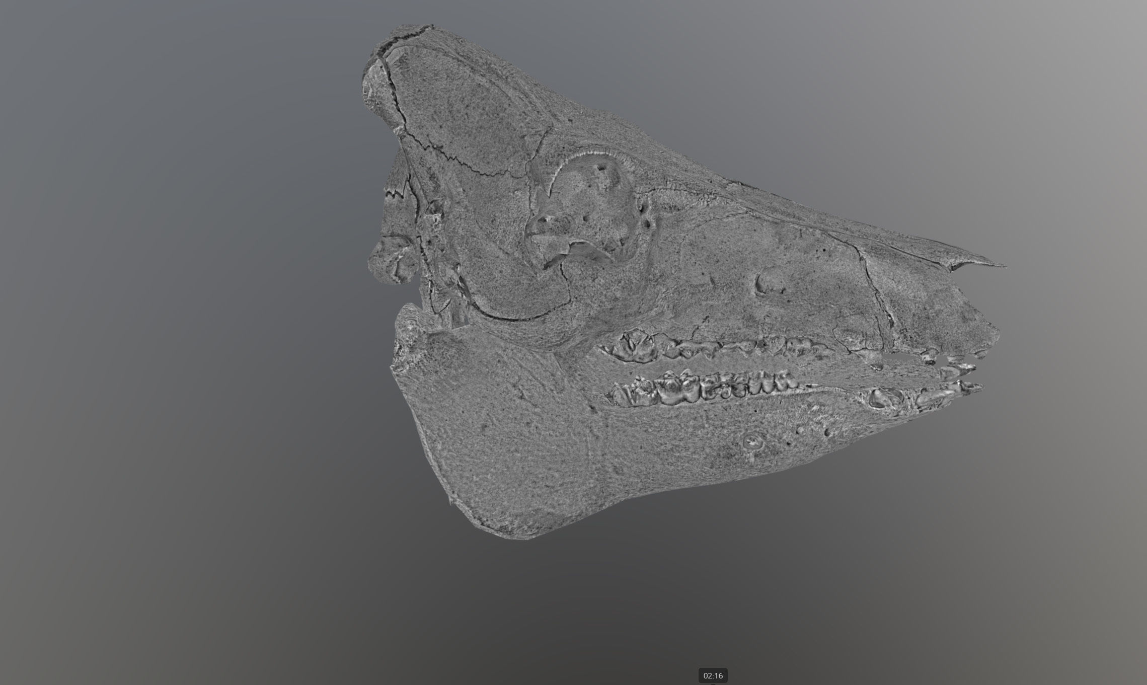 Photorealistic Wild Boar skull and a lower jaw Low-poly 3D model_58