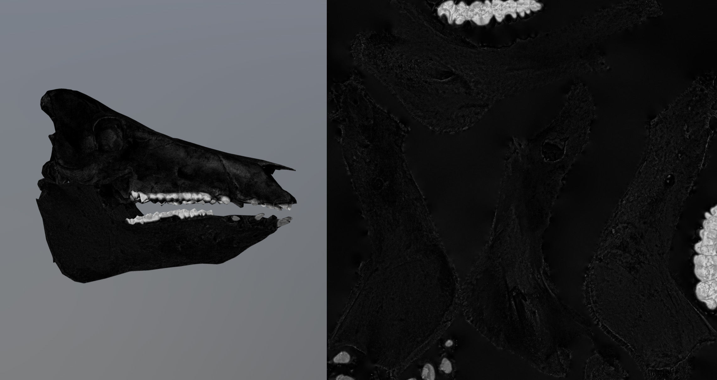 Photorealistic Wild Boar skull and a lower jaw Low-poly 3D model_99