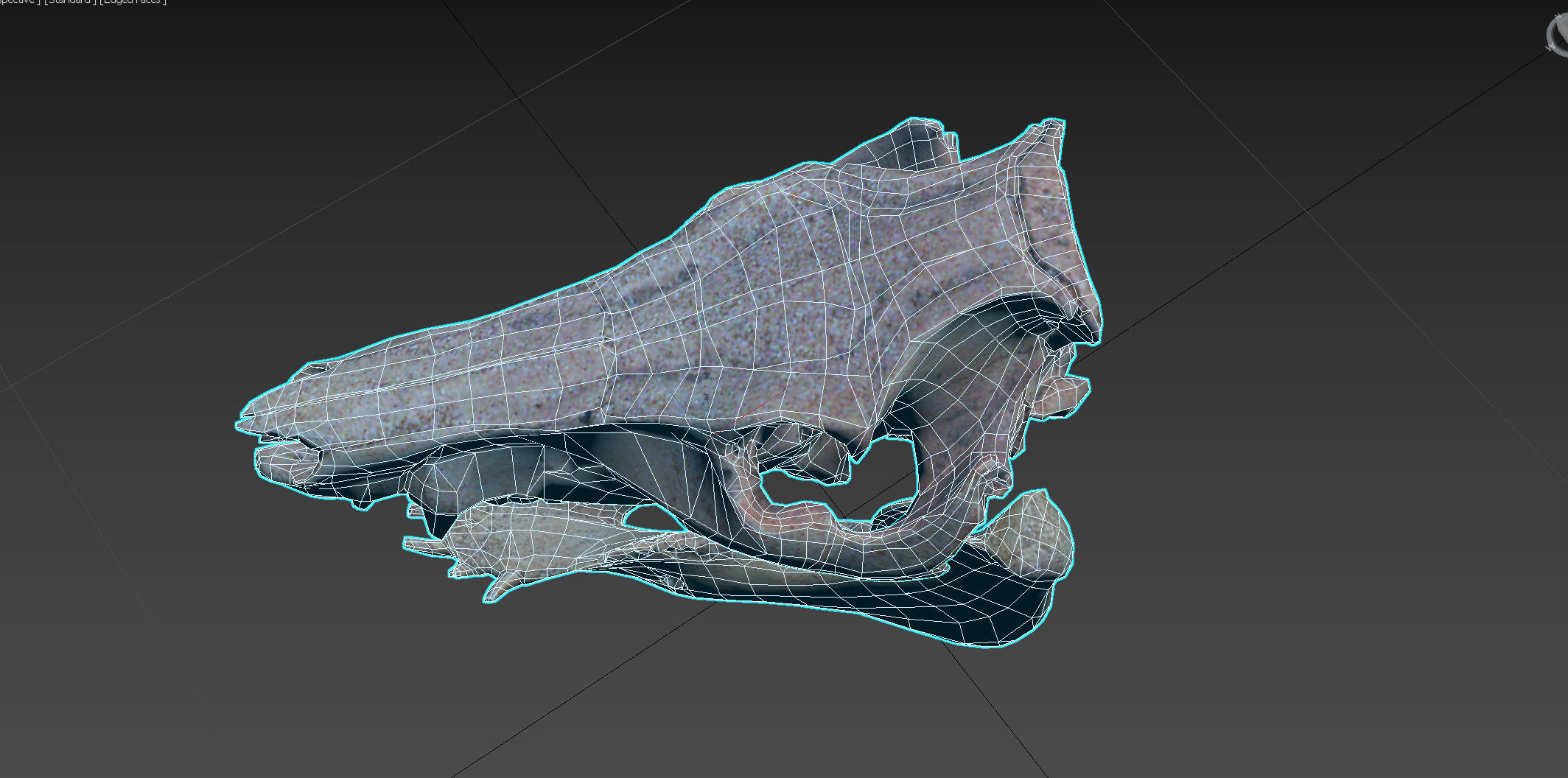 Photorealistic Wild Boar skull and a lower jaw Low-poly 3D model_89