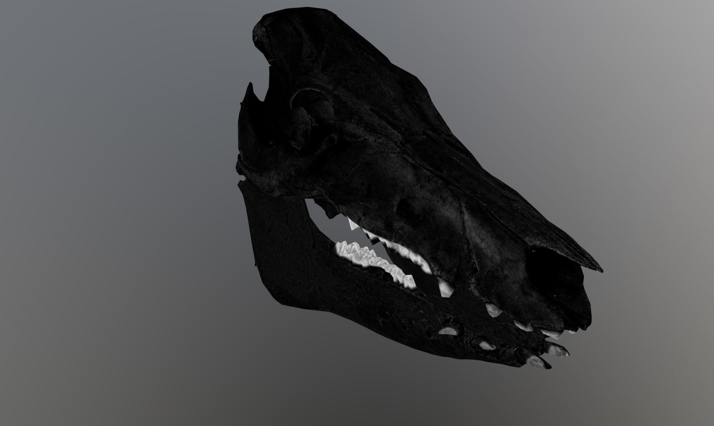 Photorealistic Wild Boar skull and a lower jaw Low-poly 3D model_69