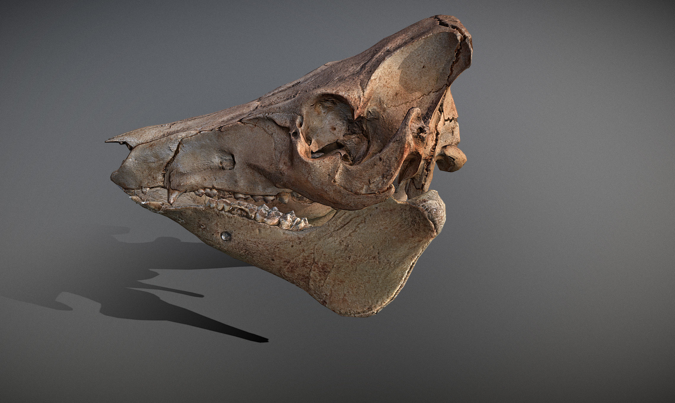 Photorealistic Wild Boar skull and a lower jaw Low-poly 3D model_28