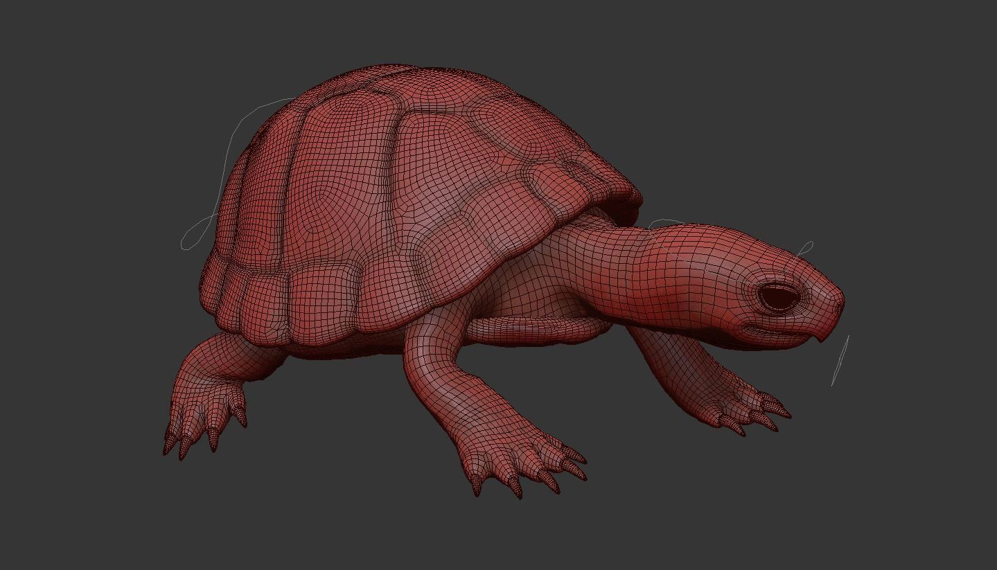 Turtle tortoise 3D model_14