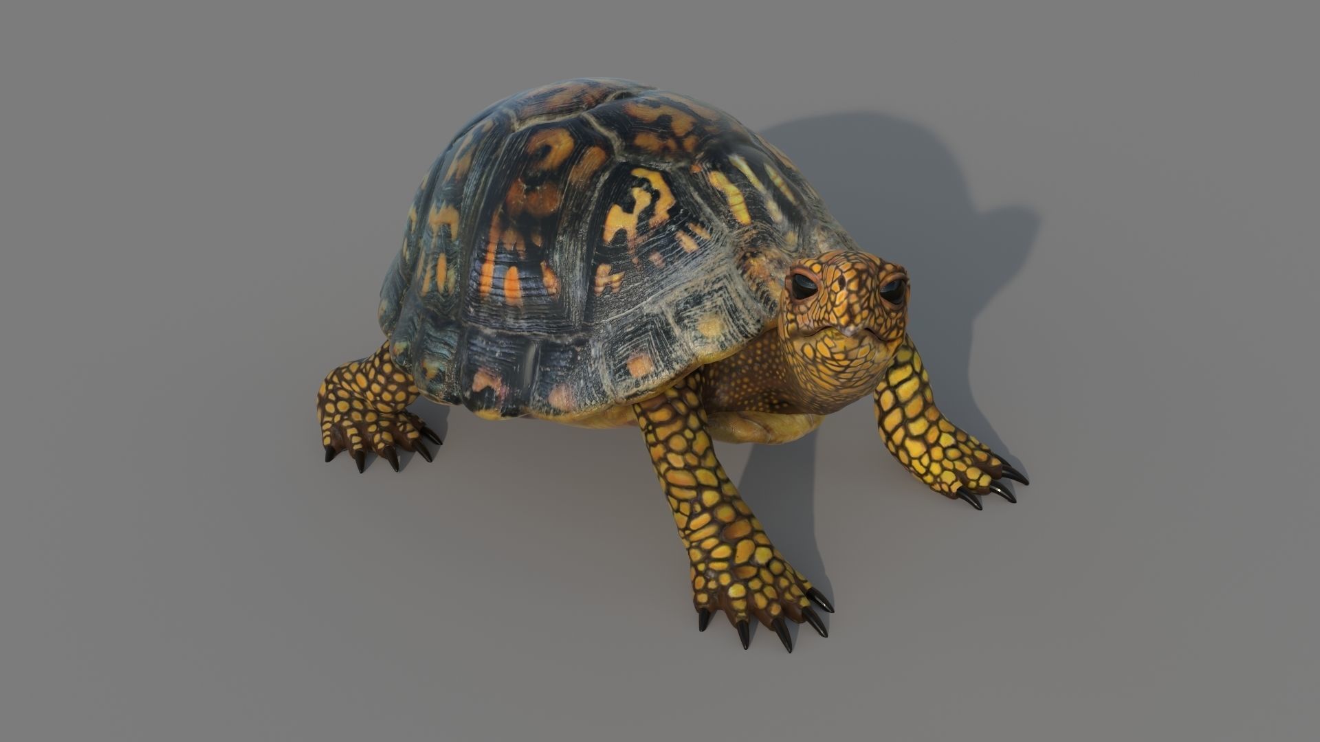 Turtle tortoise 3D model_8