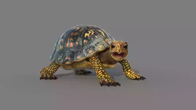 Turtle tortoise