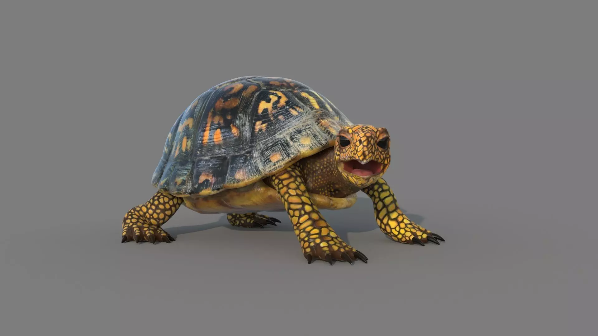 Turtle tortoise 3D model_0