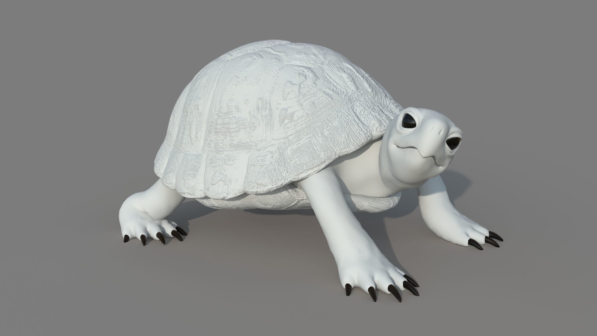 Turtle tortoise 3D model_11