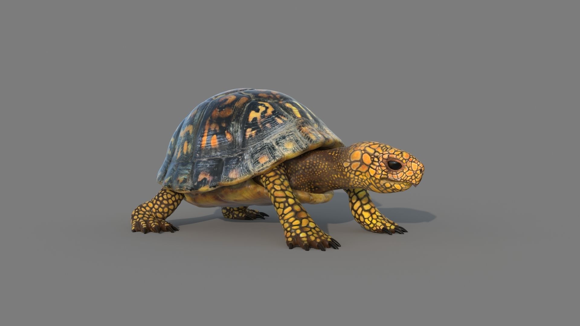 Turtle tortoise 3D model_3
