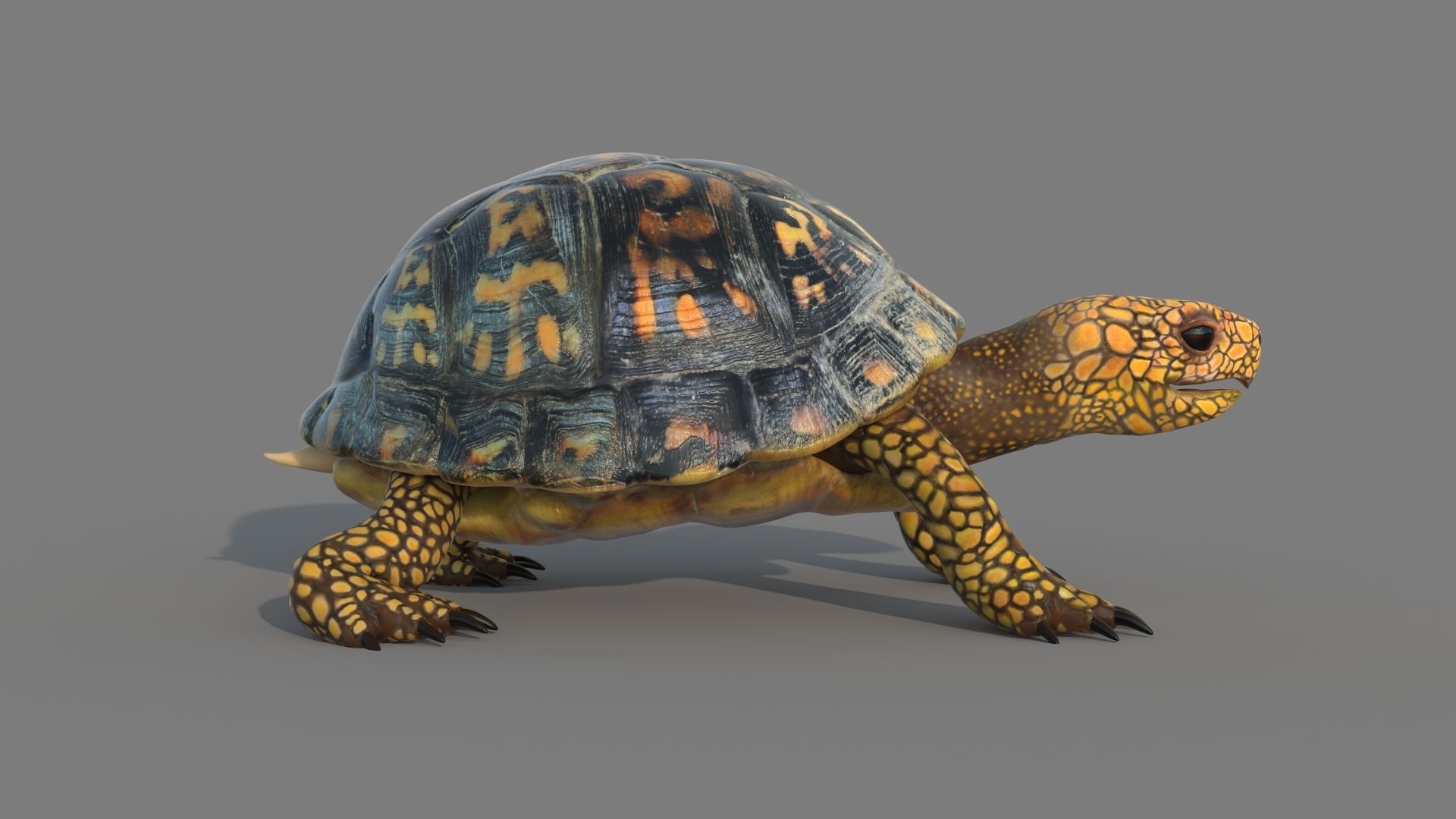 Turtle tortoise 3D model_6