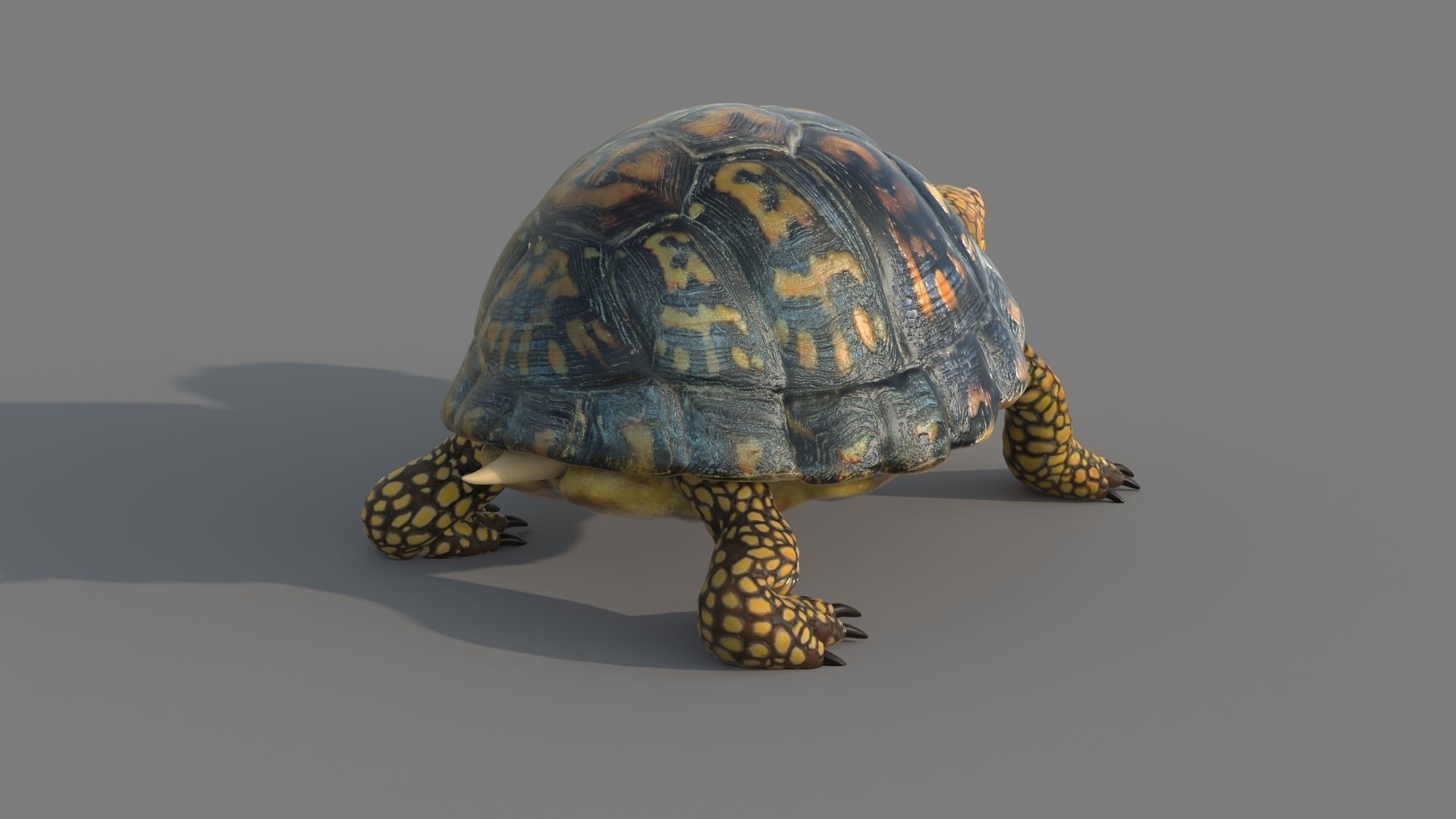 Turtle tortoise 3D model_5