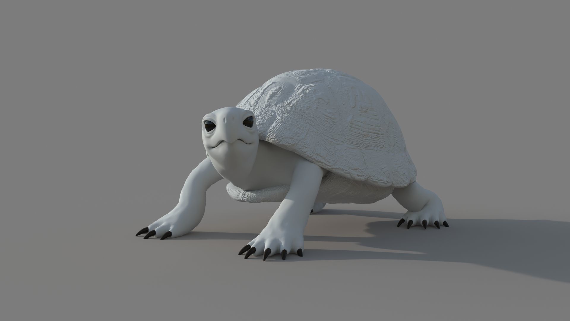 Turtle tortoise 3D model_12