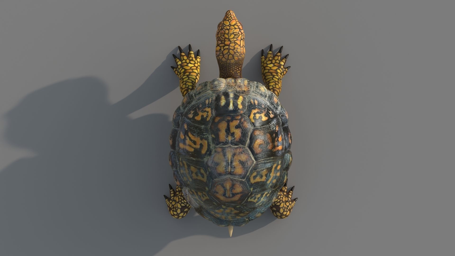 Turtle tortoise 3D model_7