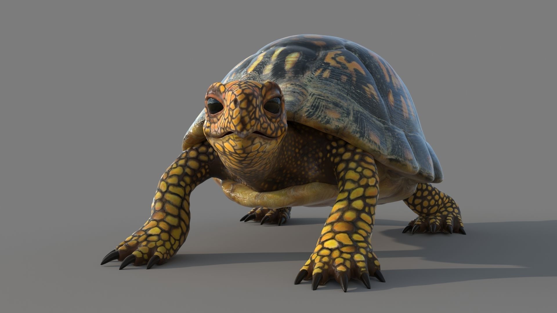 Turtle tortoise 3D model_4